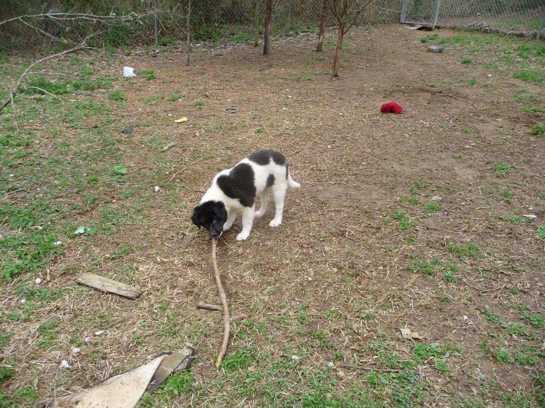 Enlarge Cora, a Adopted mixed breed in Cleveland, AL image 4/4