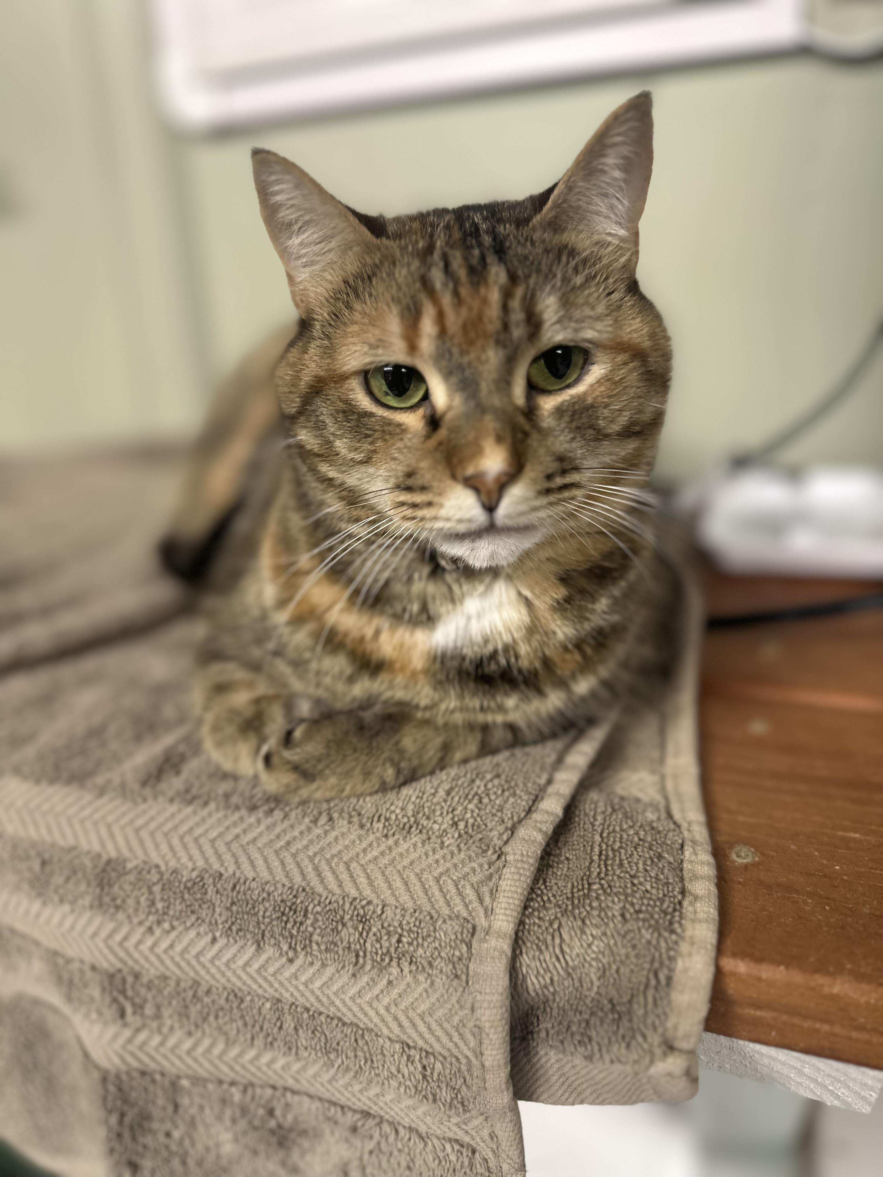 London, Adoptable, Adult Female Tabby & Domestic Short Hair.