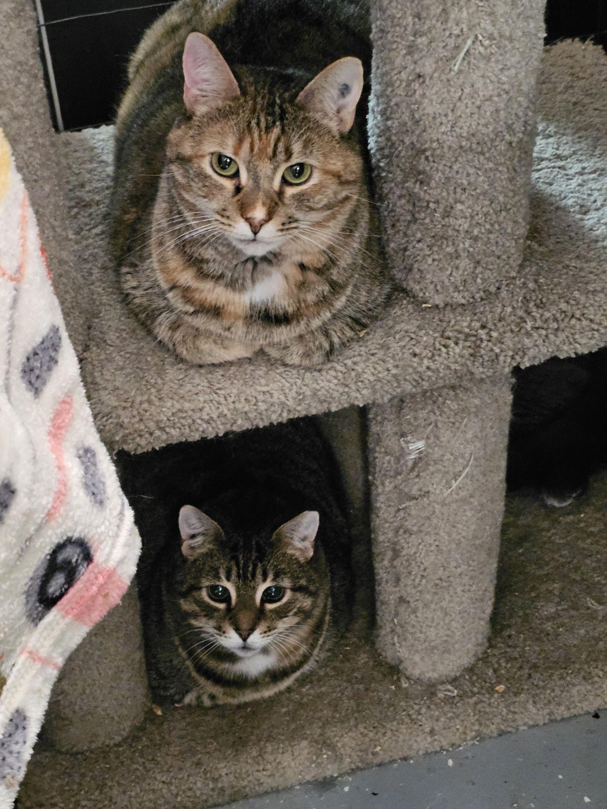 Enlarge London, a Adoptable mixed breed in North East, MD image 2/3