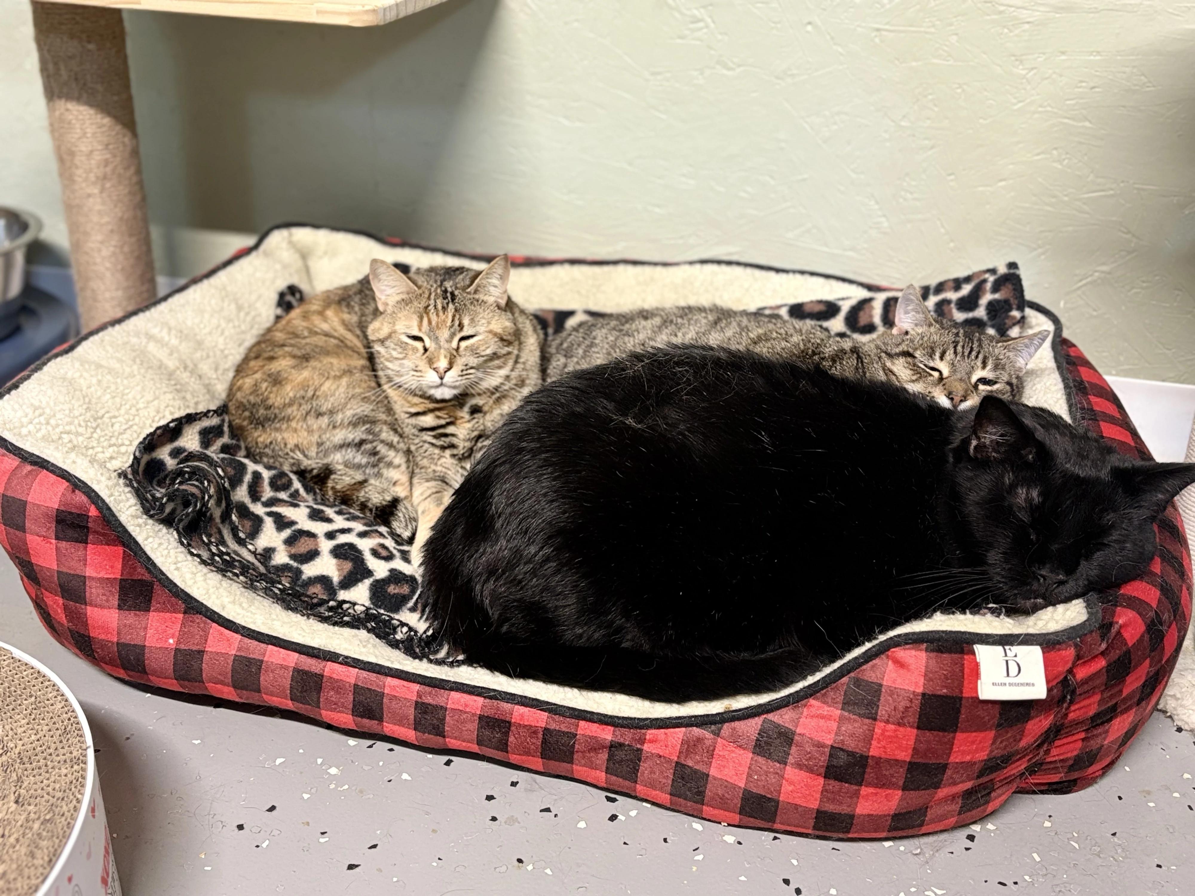 Enlarge London, a Adoptable mixed breed in North East, MD image 3/3