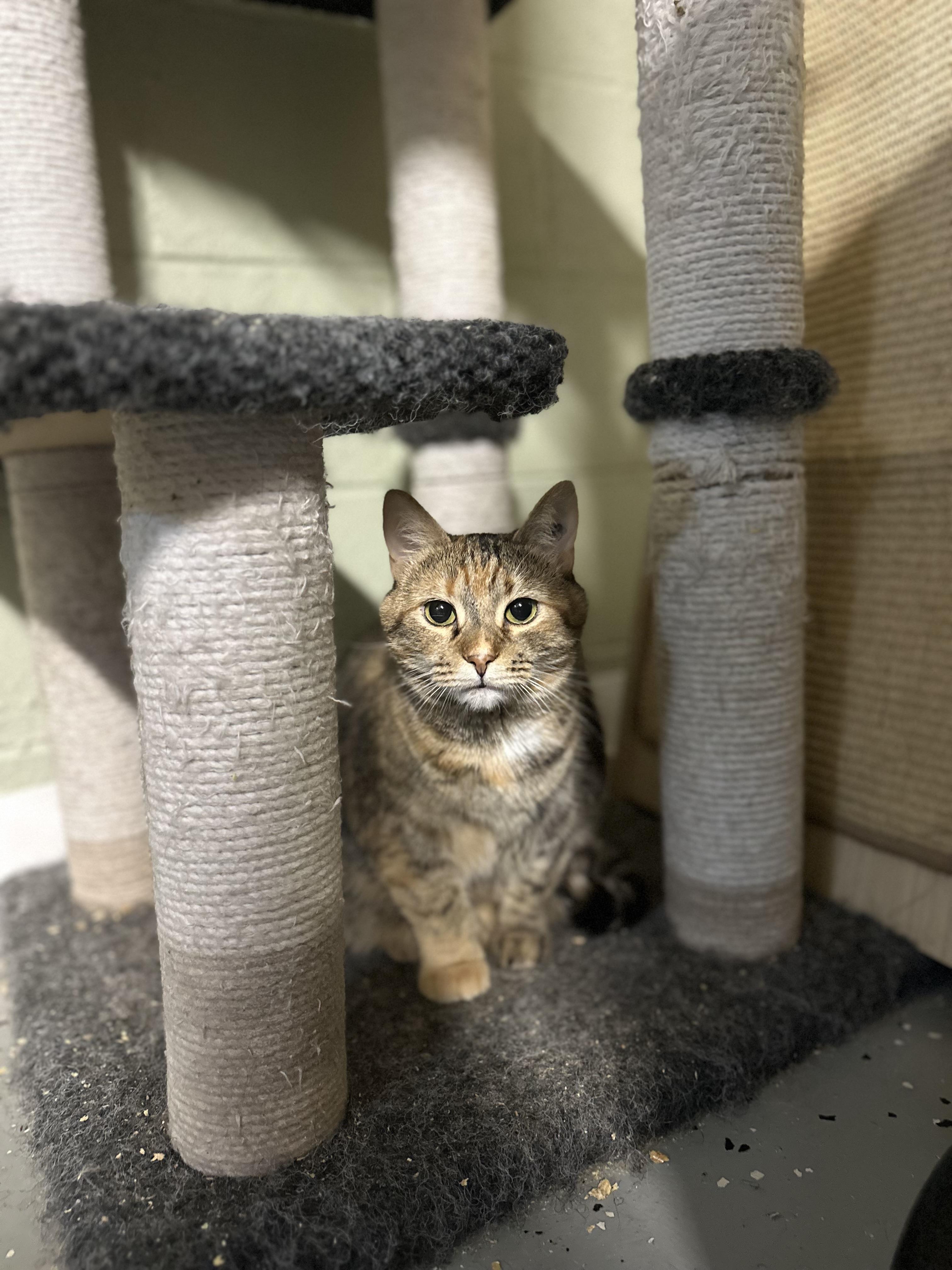 London, Adoptable, Adult Female Tabby & Domestic Short Hair.