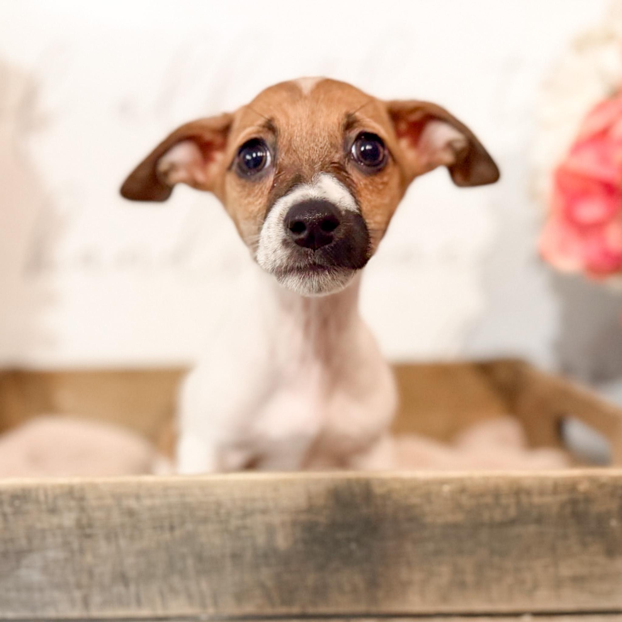 Enlarge Fizzy , a ADOPTABLE mixed breed in Newberg, OR image 1/1