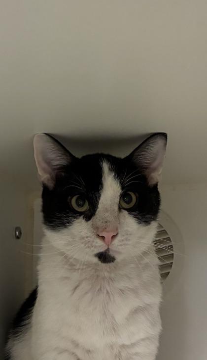 Enlarge $00 Suds, a Adoptable mixed breed in Picayune, MS image 1/3