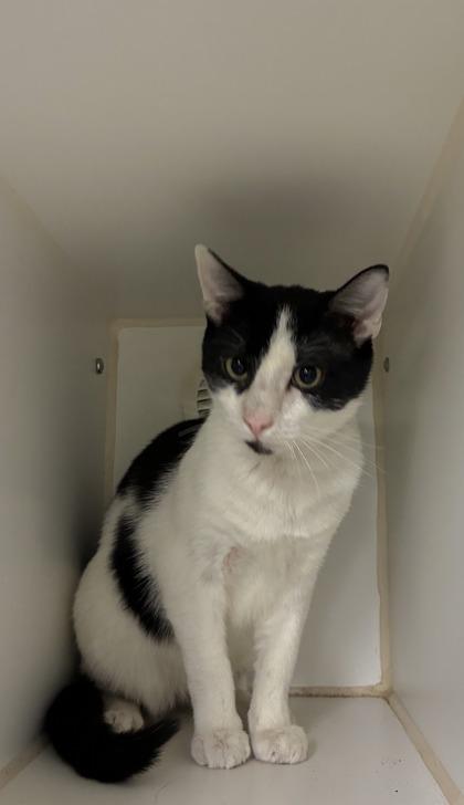 Enlarge $00 Suds, a Adoptable mixed breed in Picayune, MS image 2/3