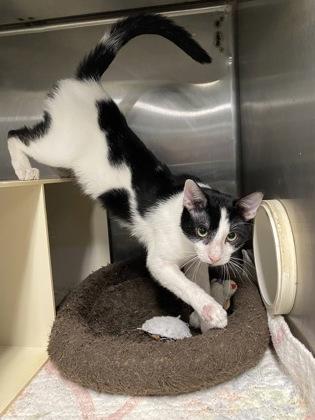 Enlarge $00 Suds, a Adoptable mixed breed in Picayune, MS image 3/3