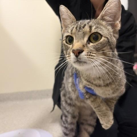 Libra, Adoptable, Young Female Domestic Long Hair.