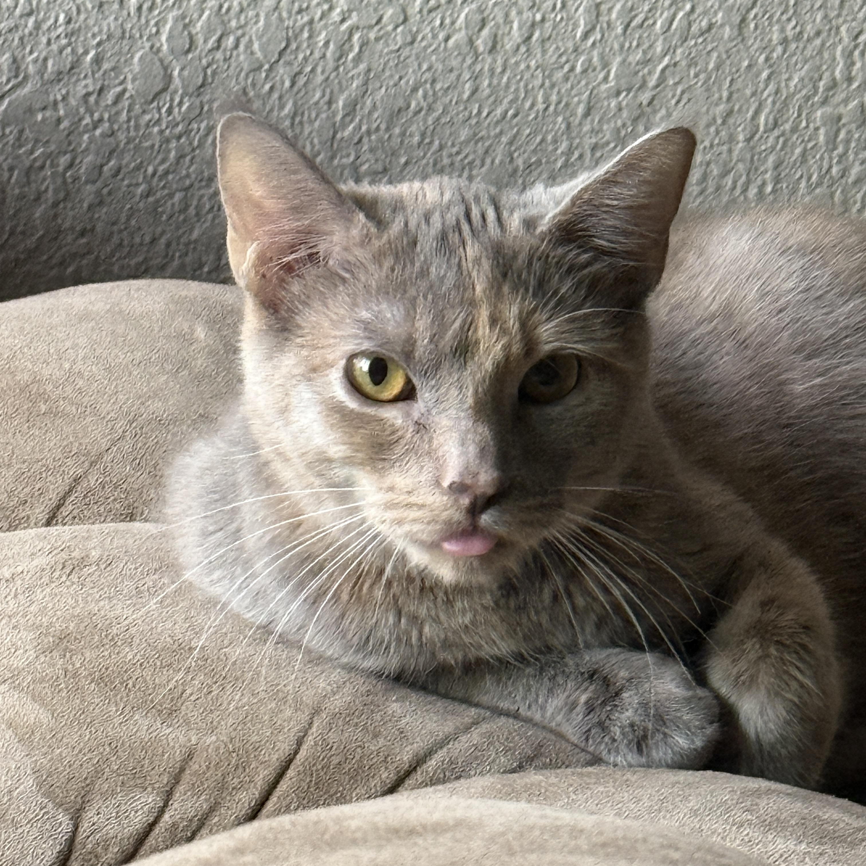 Izzy, ADOPTABLE, Young Female Dilute Tortoiseshell.