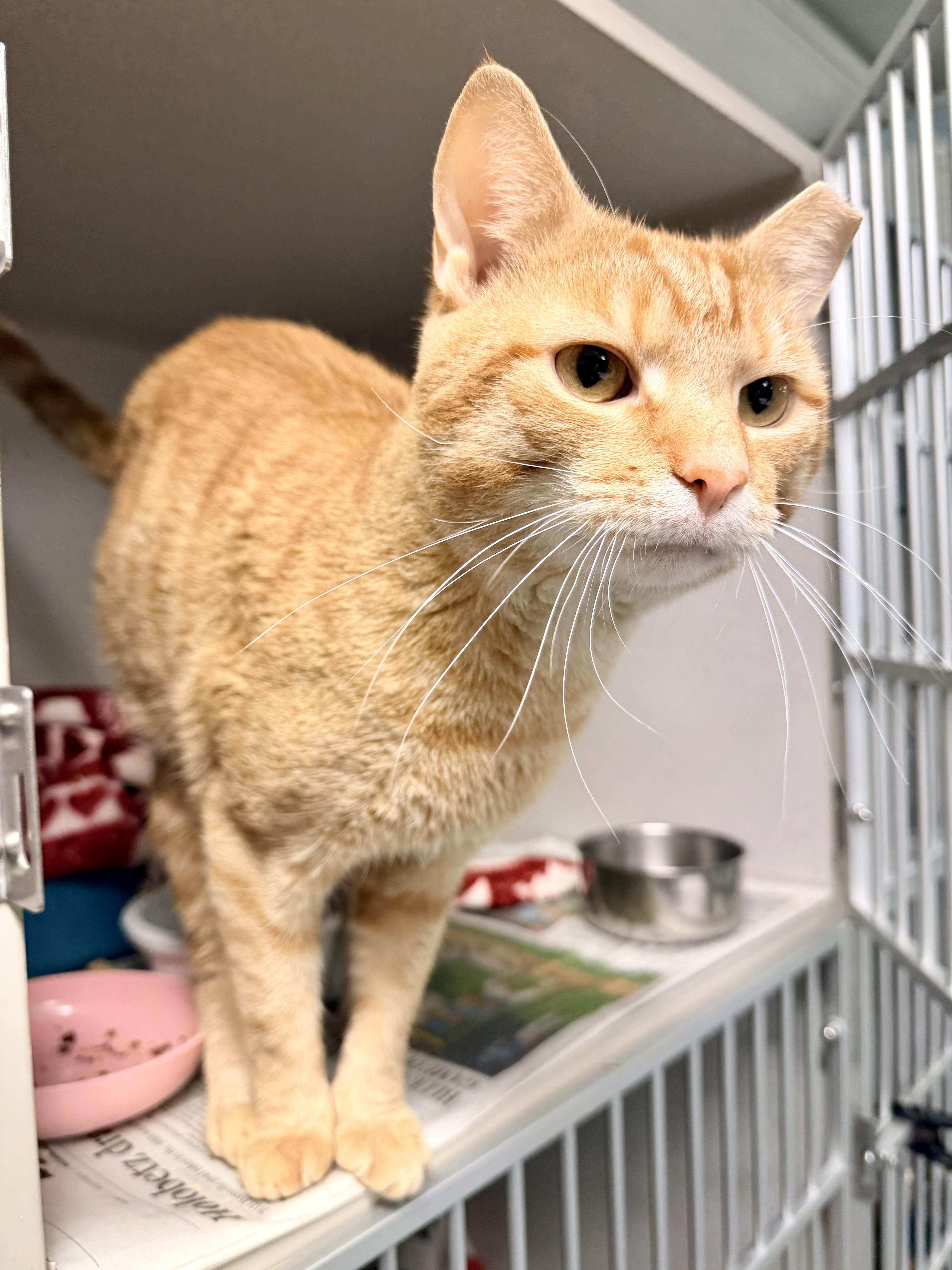 Enlarge Pooh Bear, an adopted Domestic Short Hair in Pottsville, PA image 2/2