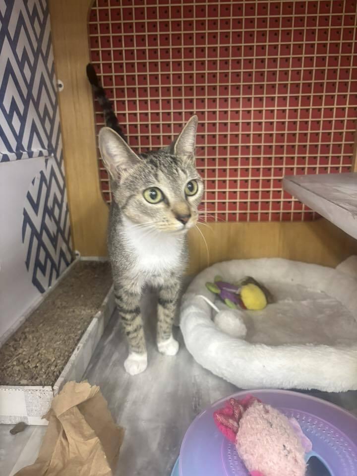 Enlarge Momma Quizzy *Featured at the Petco in Ellicott City, MD*, a Adoptable Domestic Short Hair in catonsville , MD image 1/2