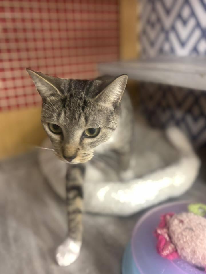 Enlarge Momma Quizzy *Featured at the Petco in Ellicott City, MD*, a Adoptable Domestic Short Hair in catonsville , MD image 2/2