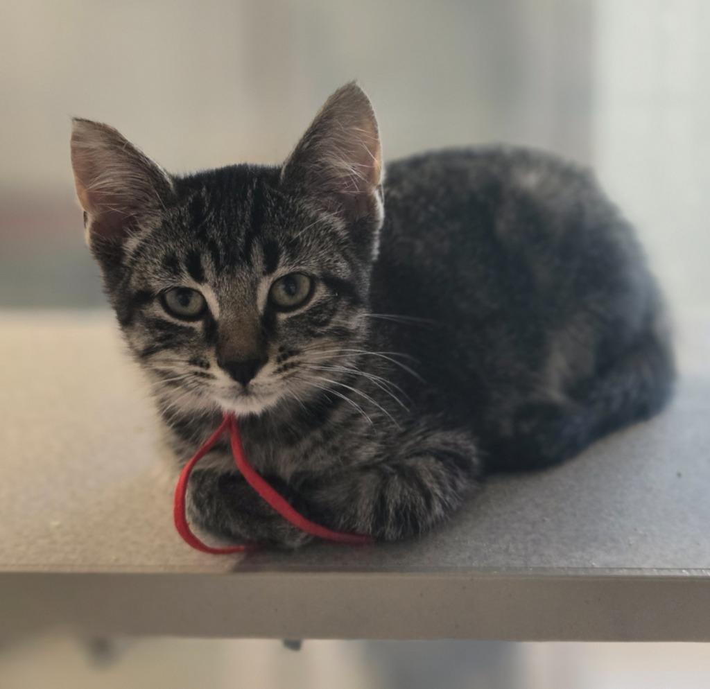Freedom, a Adoptable mixed breed in Viroqua, WI image 1/2