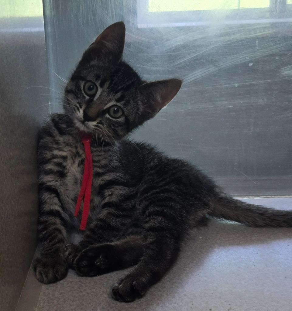Freedom, a Adoptable mixed breed in Viroqua, WI image 2/2
