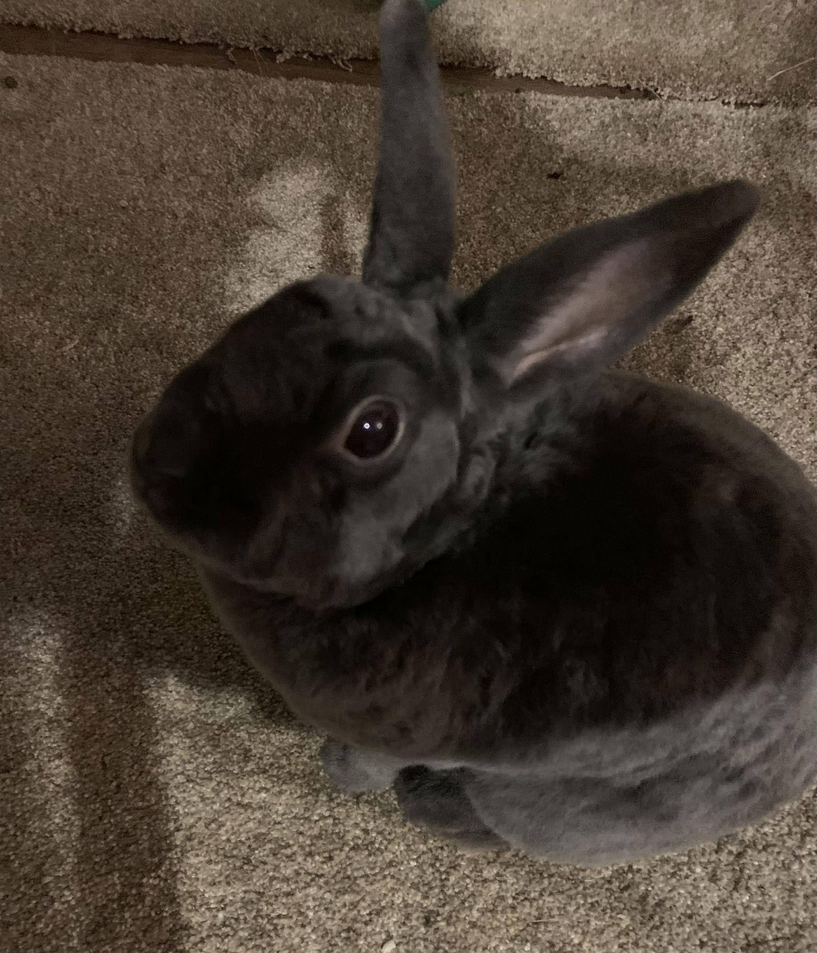 Clover, Adoptable, Adult Male Rex.