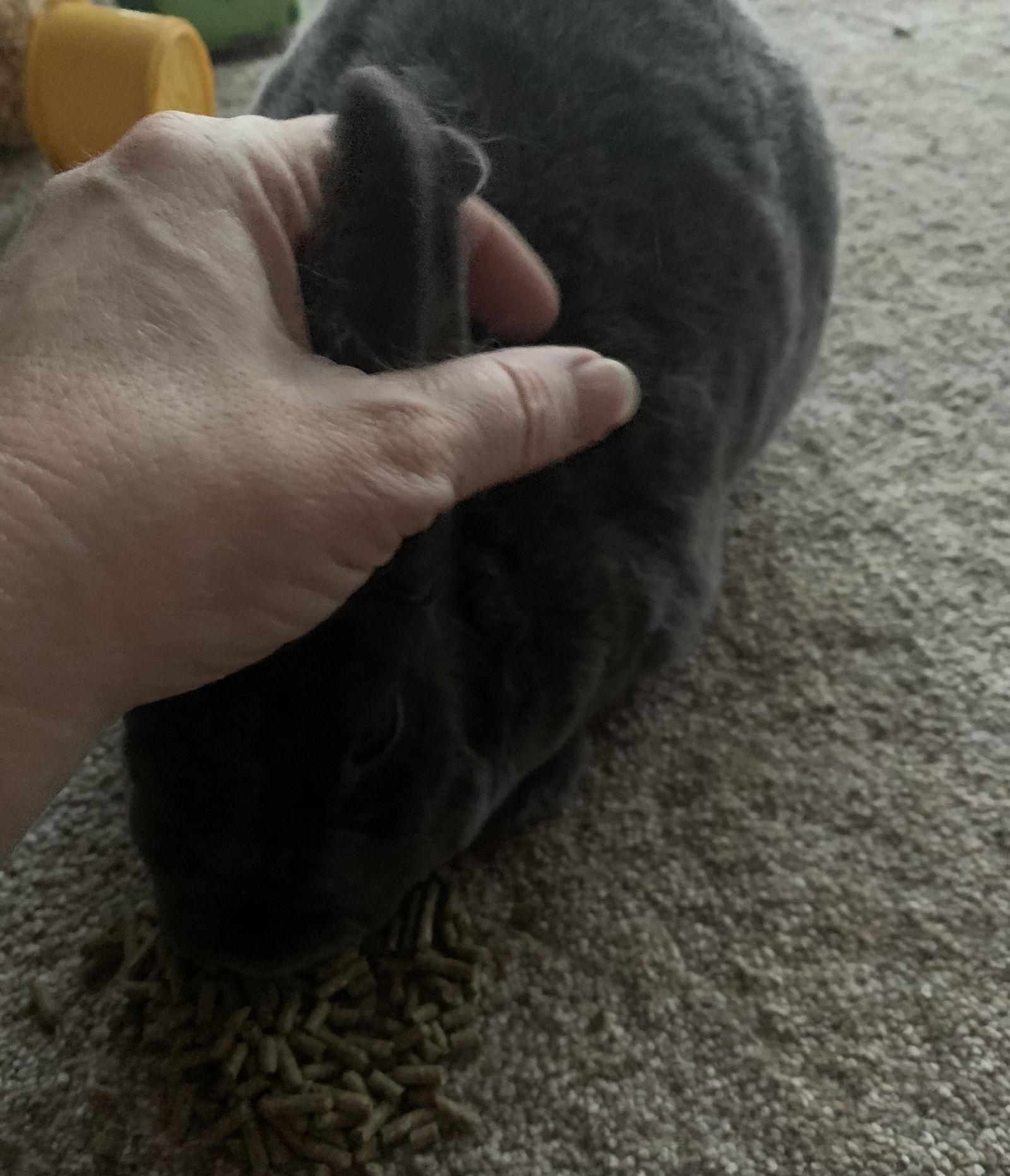 Enlarge Clover, a Adoptable Rex in Aurora, IL image 3/3