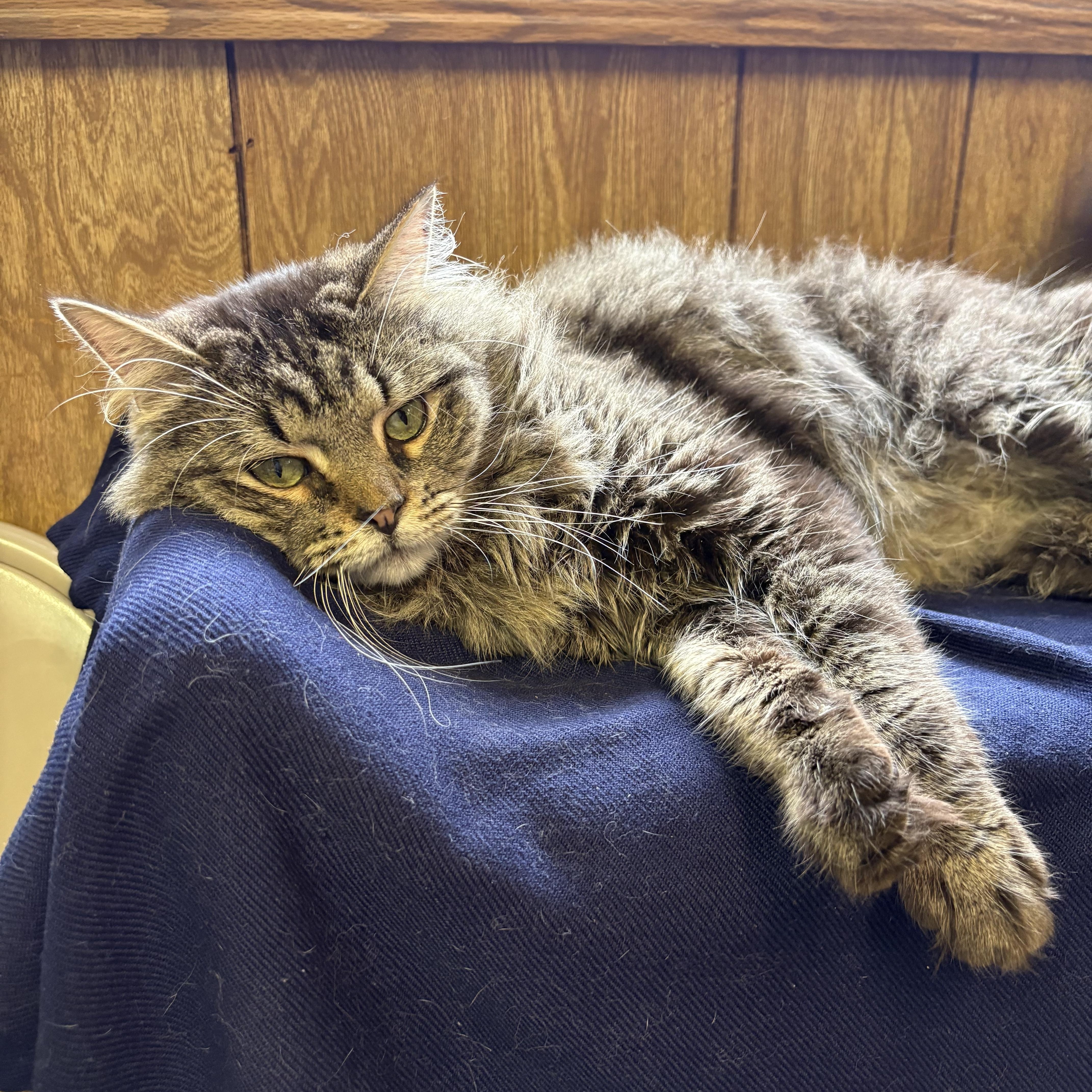 Damien, a ADOPTABLE Tabby in Linden, NJ image 2/4
