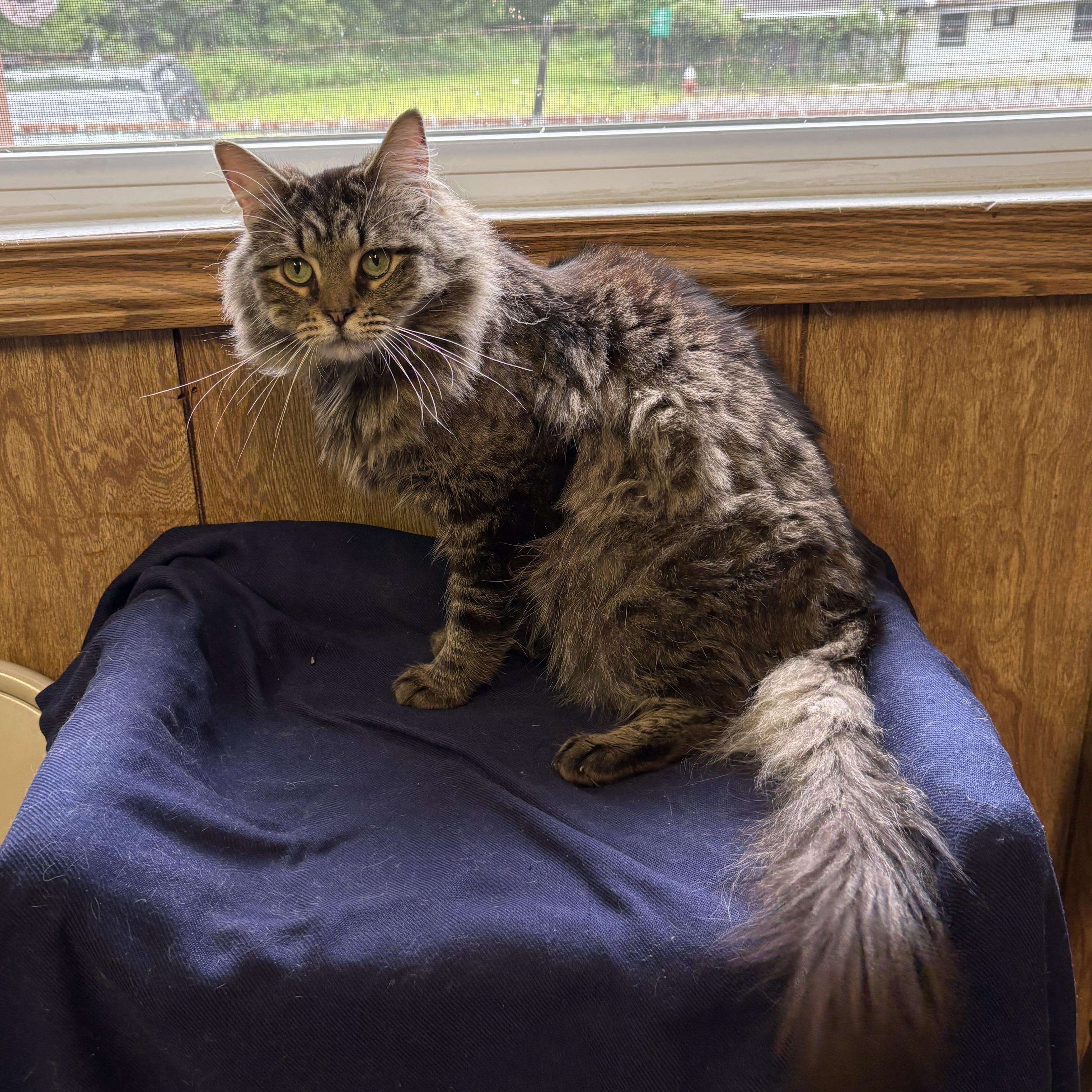 Damien, a ADOPTABLE Tabby in Linden, NJ image 4/4