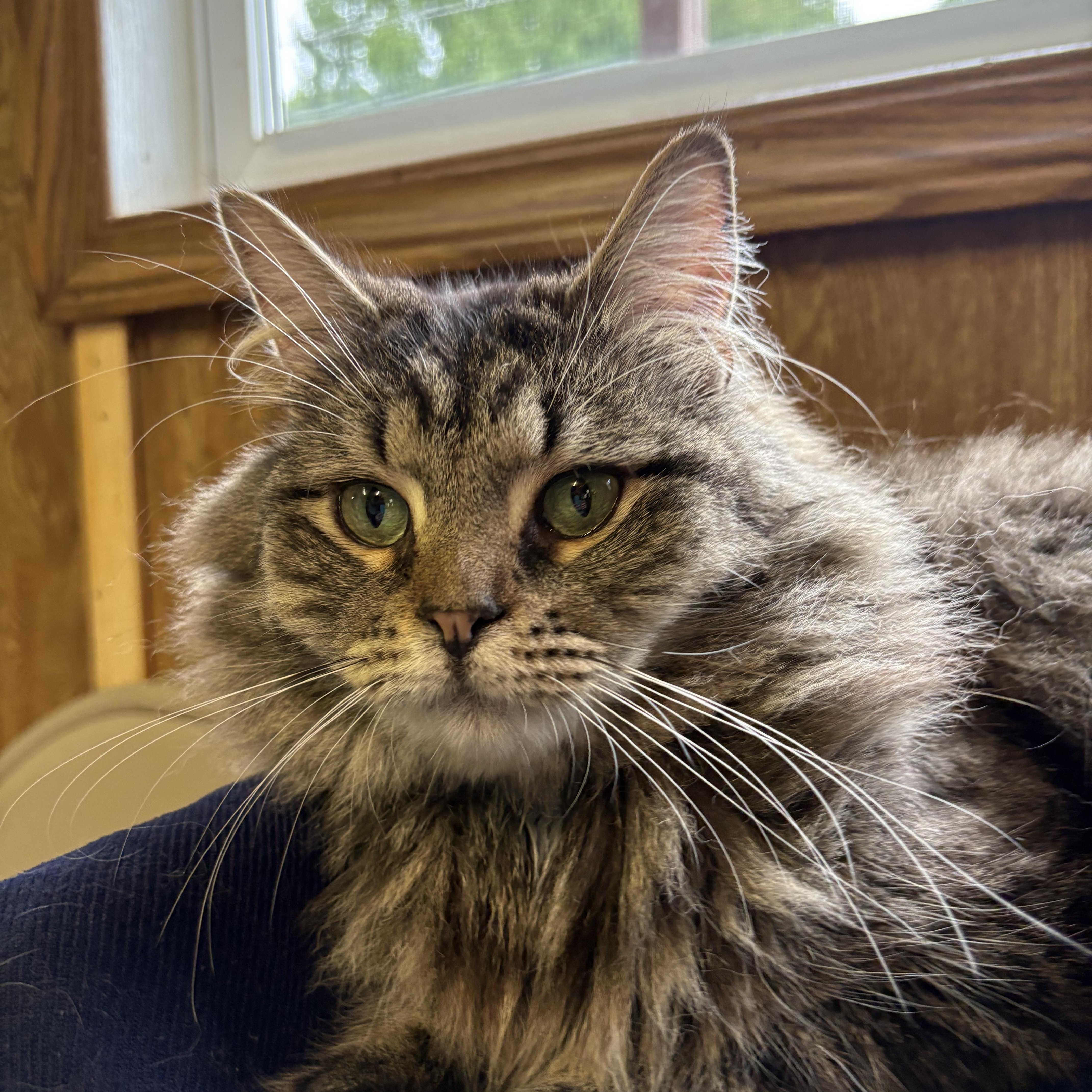 Damien, a ADOPTABLE Tabby in Linden, NJ image 3/4