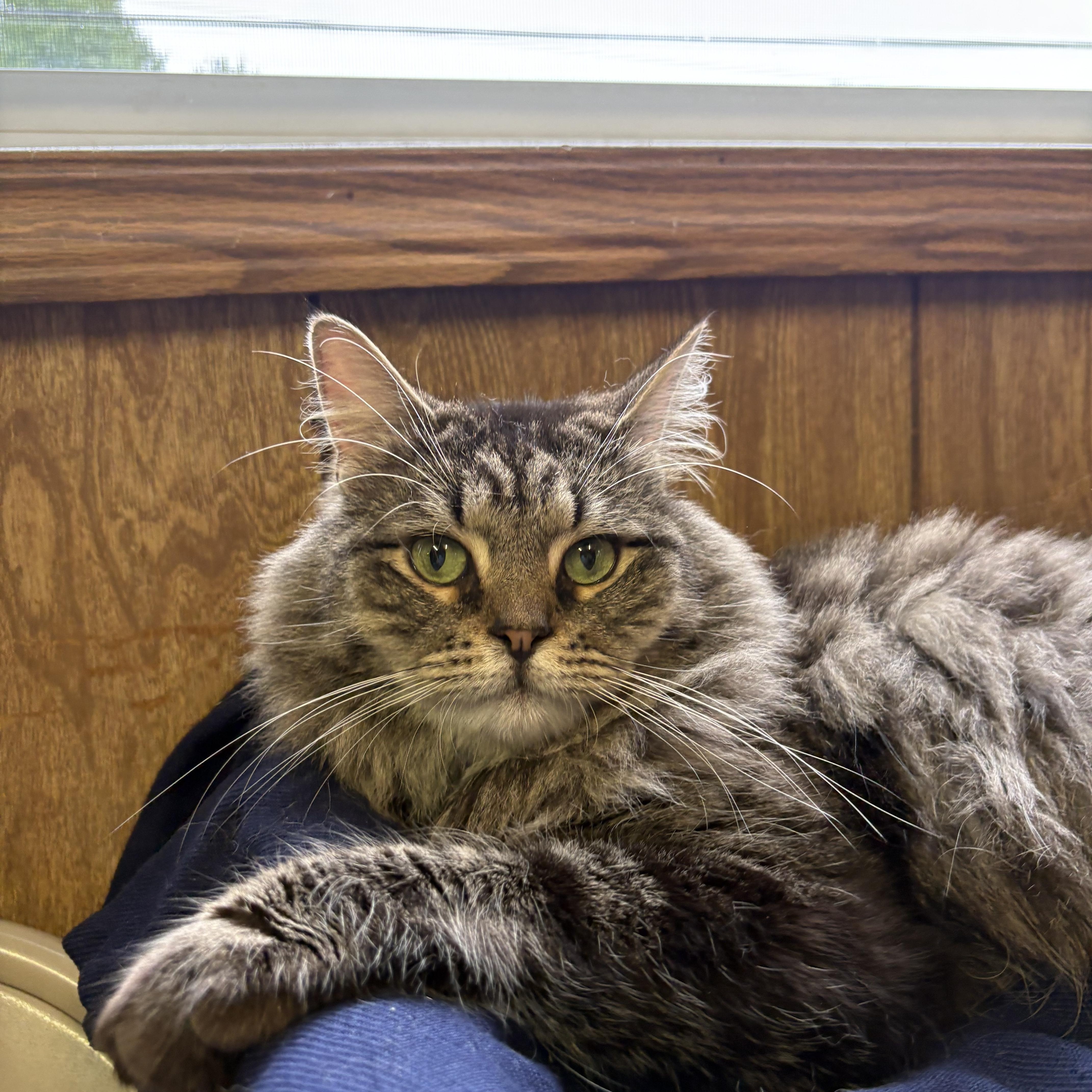 Damien, ADOPTABLE, Adult Male Tabby.
