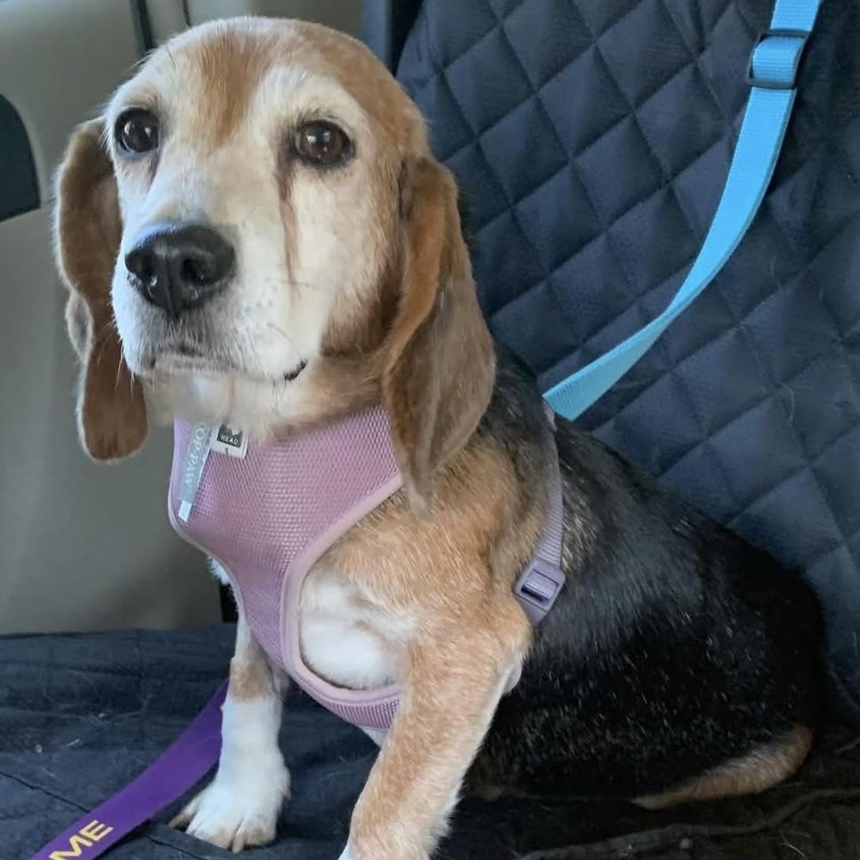 Enlarge Mona the sweetest beagle girl, a Adoptable Beagle in Marlton, NJ image 3/6