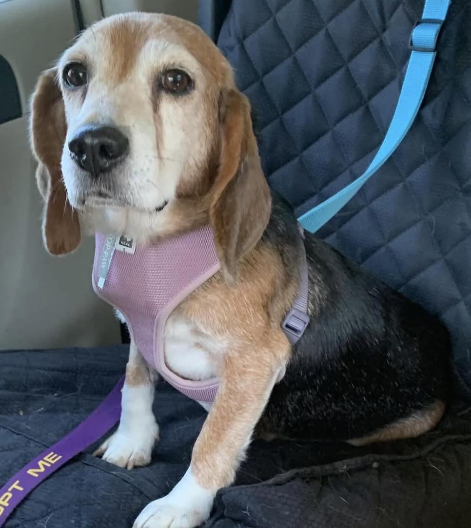Mona the sweetest beagle girl, a Adoptable Beagle in Marlton, NJ image 2/6