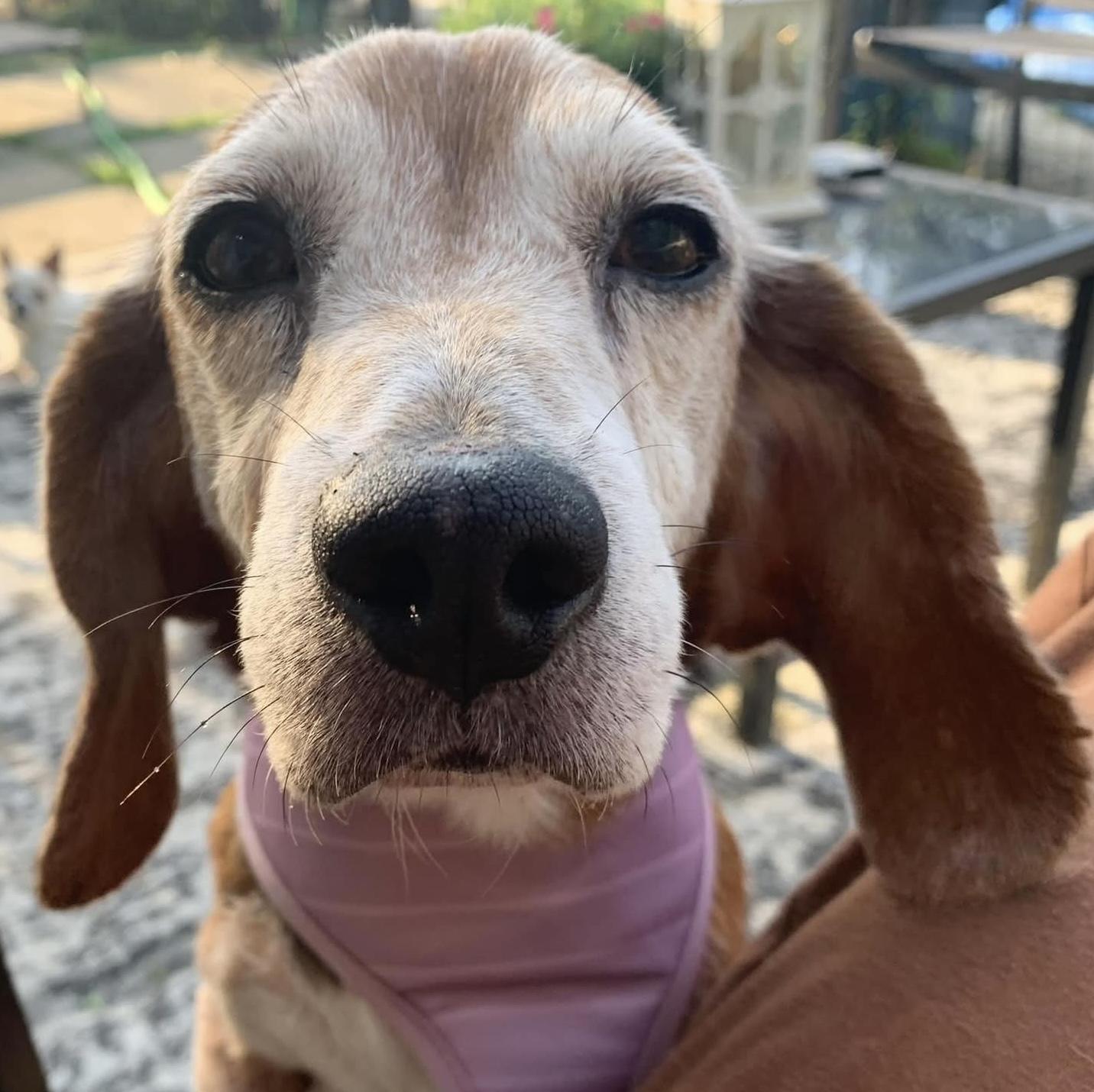 Mona the sweetest beagle girl, a Adoptable Beagle in Marlton, NJ image 3/6