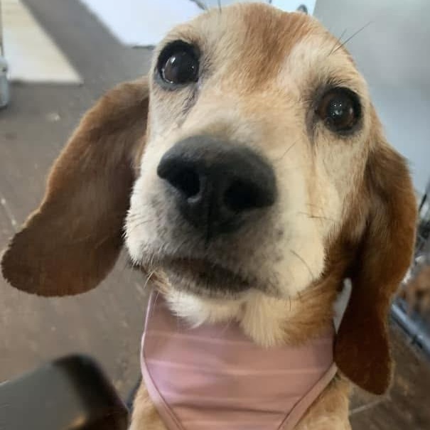Enlarge Mona the sweetest beagle girl, a Adoptable Beagle in Marlton, NJ image 2/6