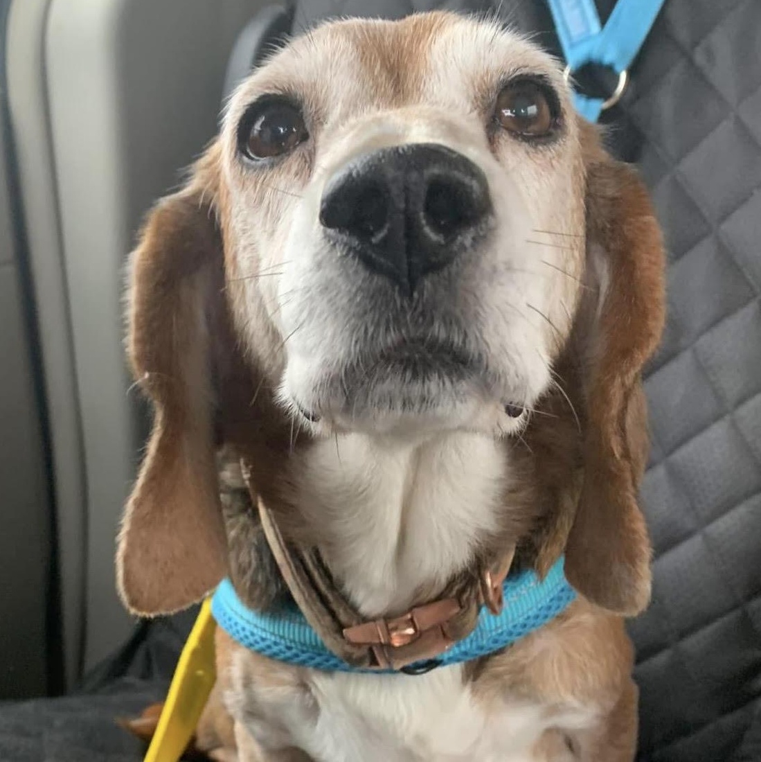Enlarge Mona the sweetest beagle girl, a Adoptable Beagle in Marlton, NJ image 6/6