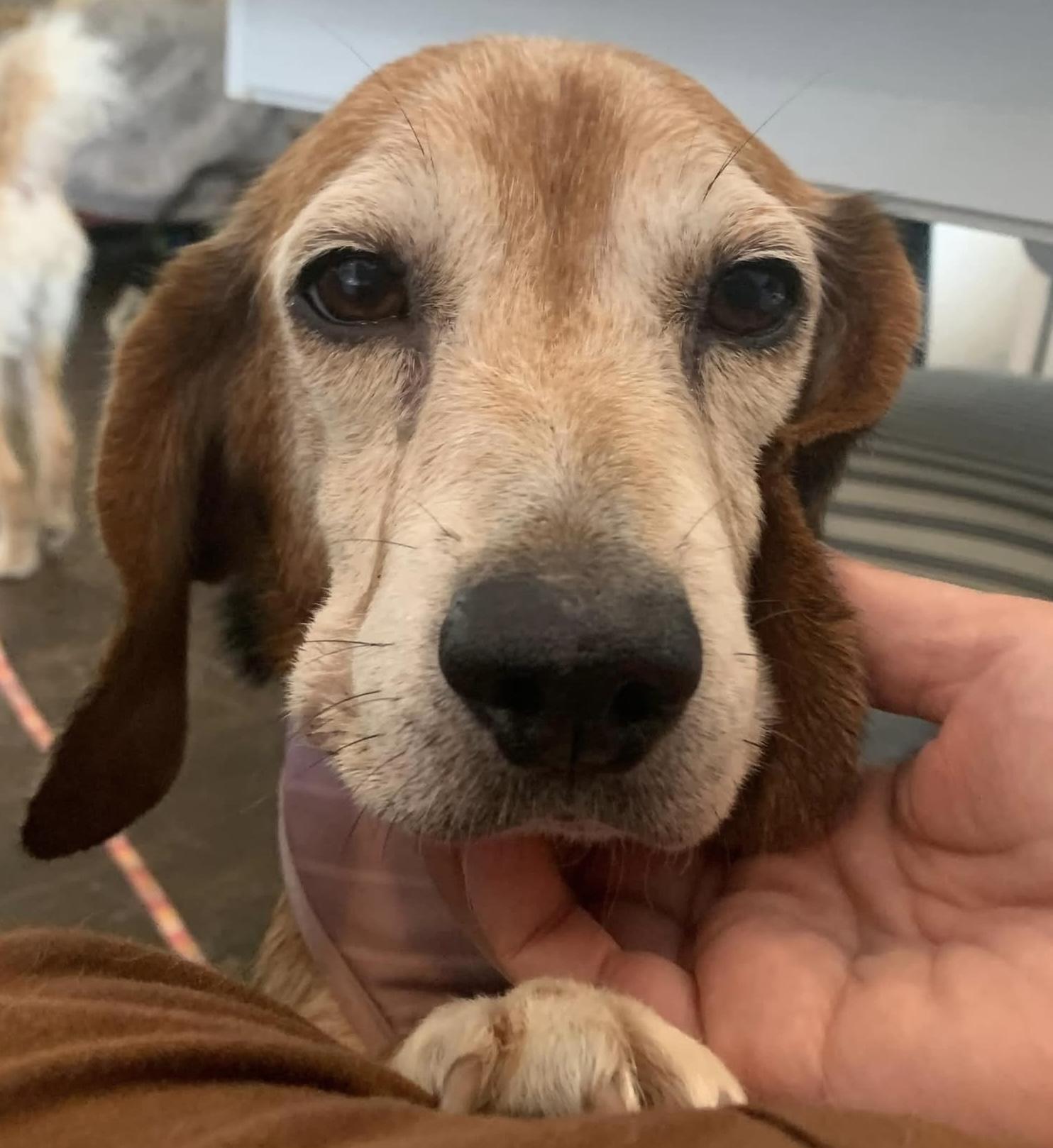 Mona the sweetest beagle girl, a Adoptable Beagle in Marlton, NJ image 5/6