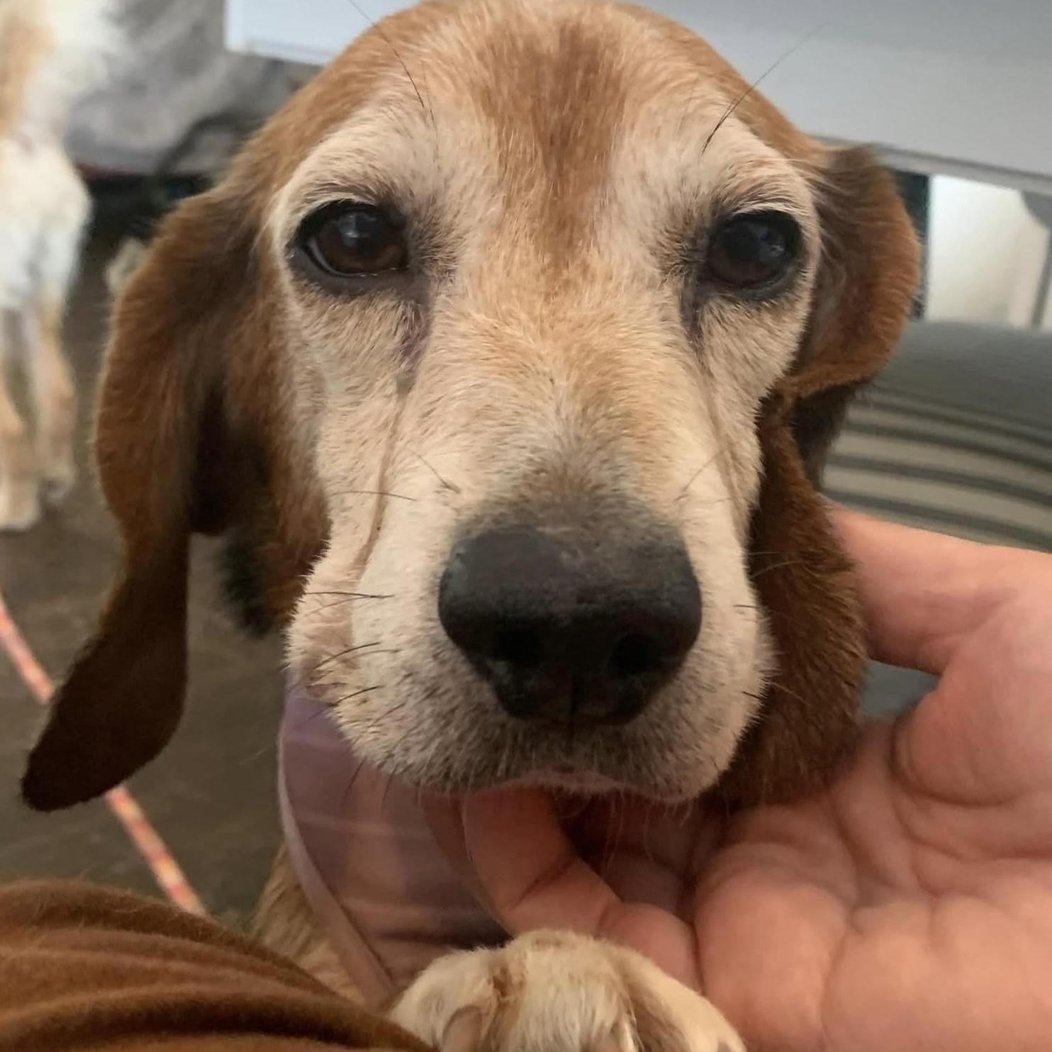Enlarge Mona the sweetest beagle girl, a Adoptable Beagle in Marlton, NJ image 1/6