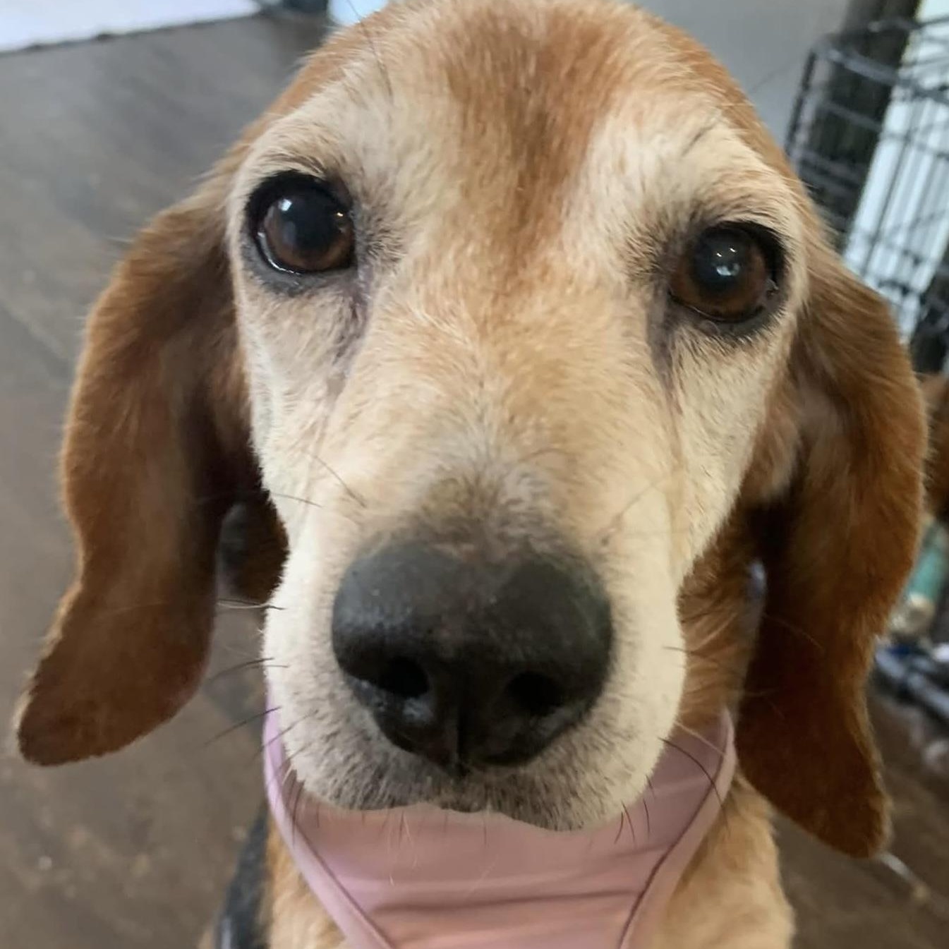 Enlarge Mona the sweetest beagle girl, a Adoptable Beagle in Marlton, NJ image 5/6