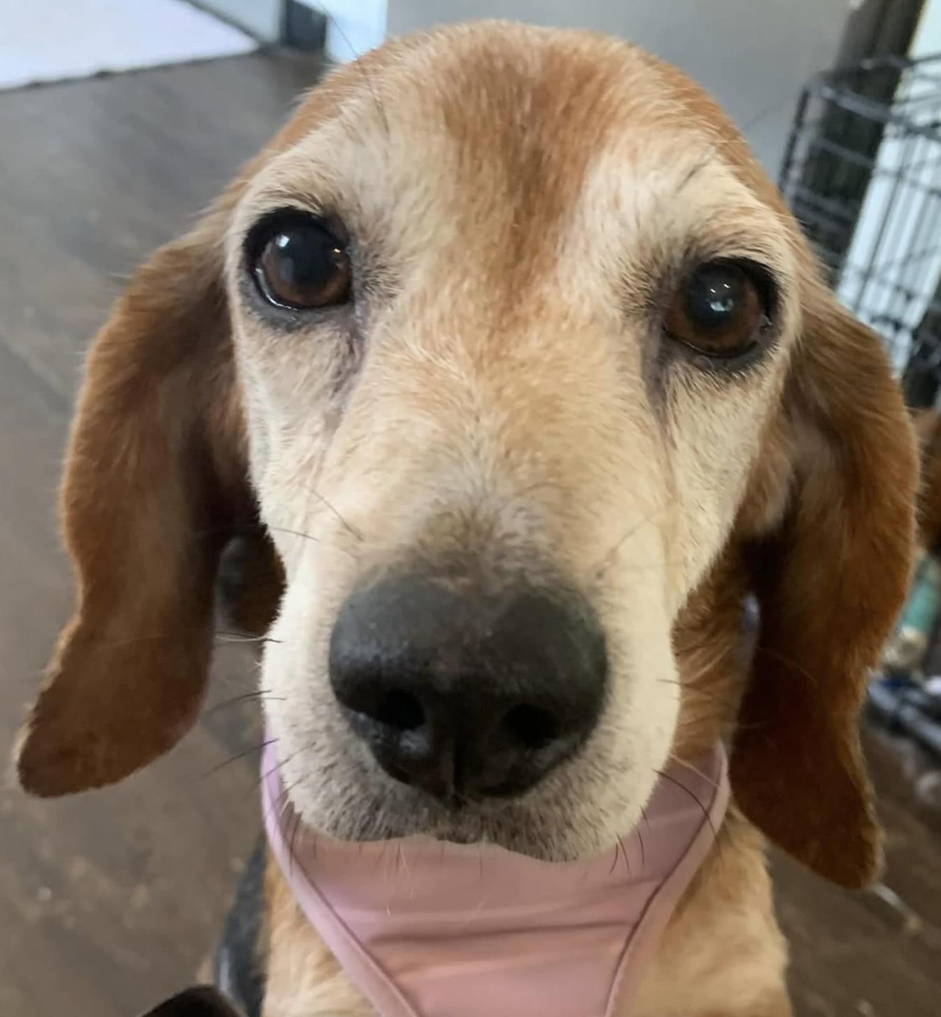 Mona the sweetest beagle girl, a Adoptable Beagle in Marlton, NJ image 6/6