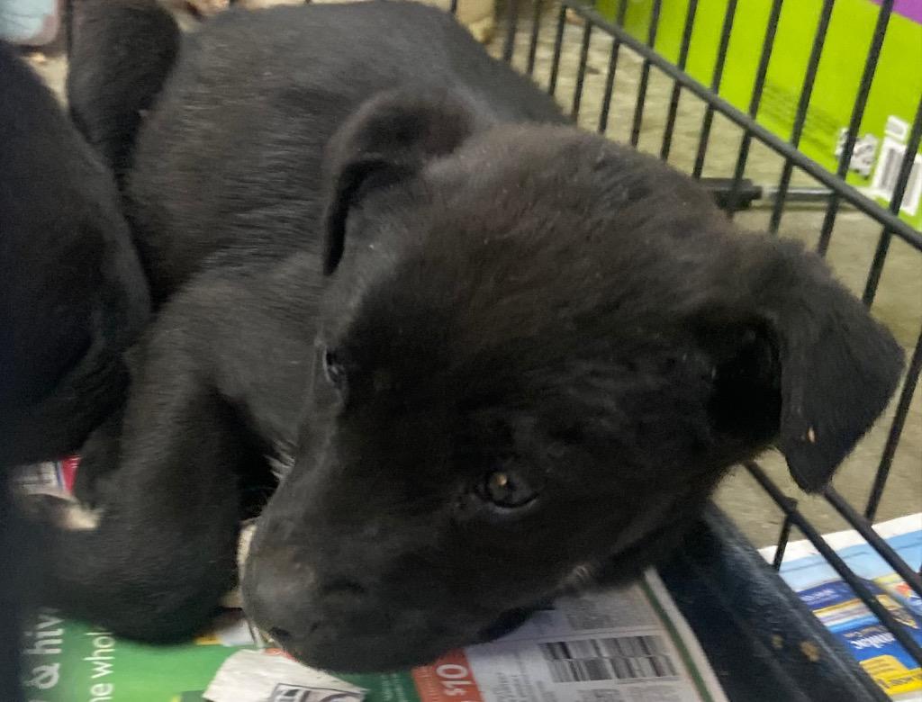 Pippa, Adoptable, Puppy Female Labrador Retriever.