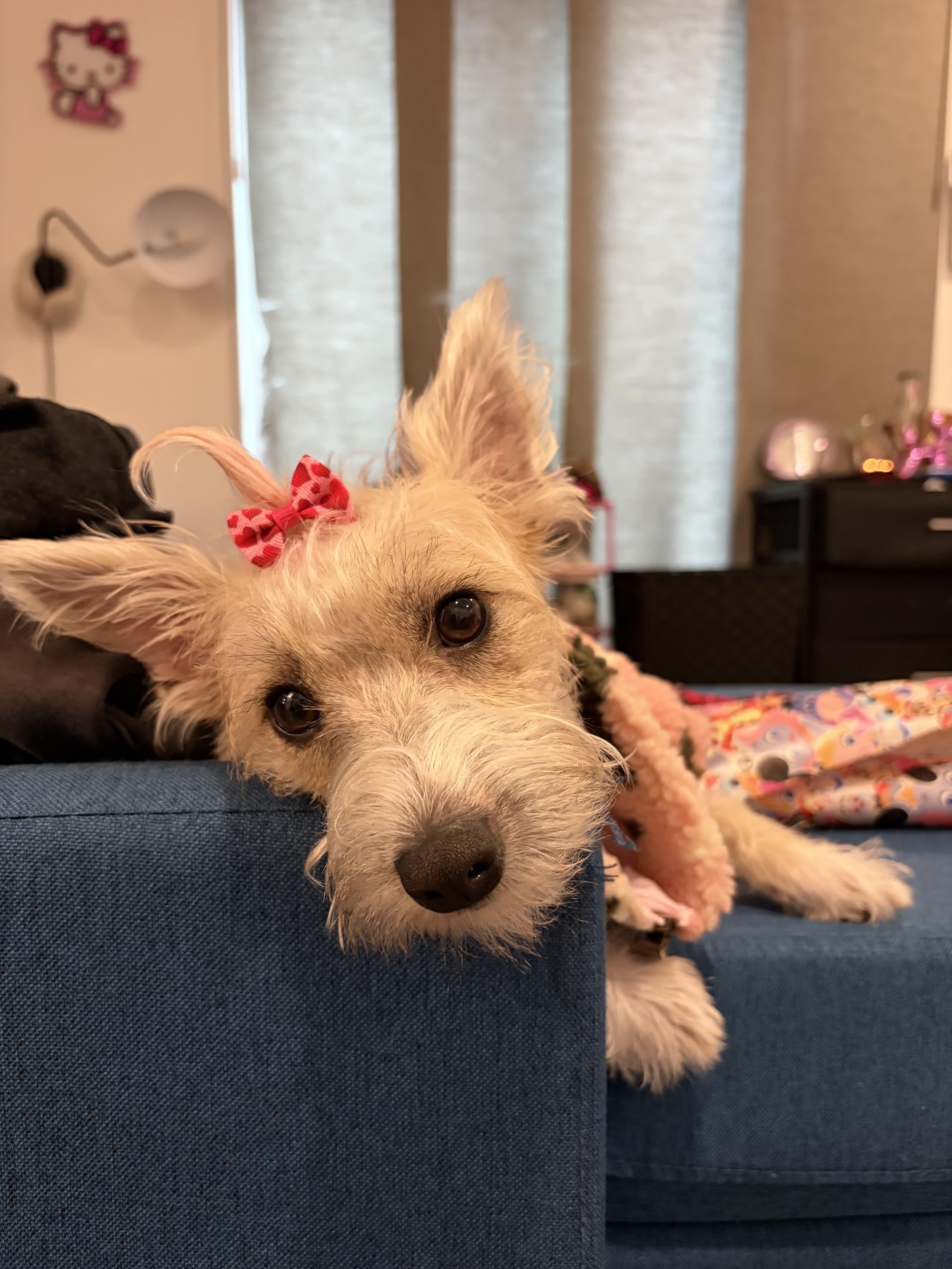 Enlarge Roo, a ADOPTABLE mixed breed in Fremont, CA image 2/3