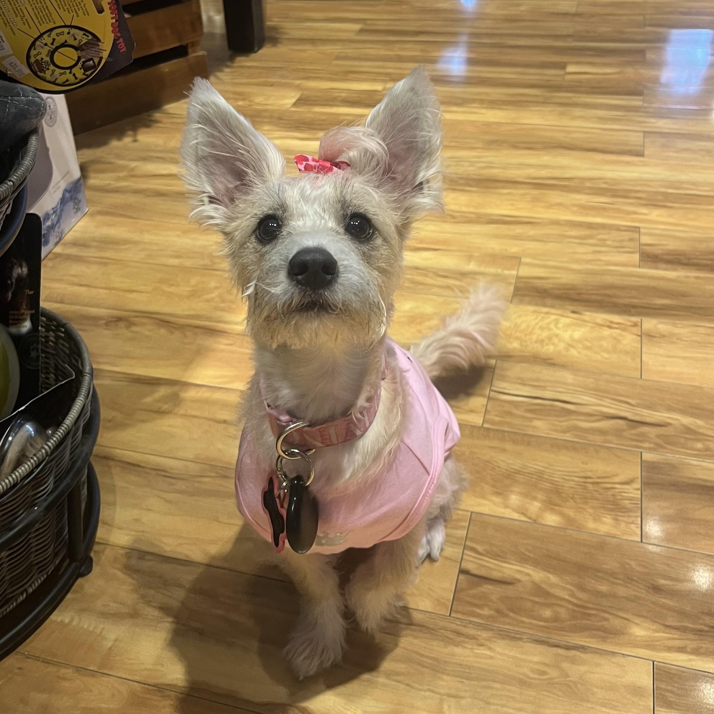 Roo, ADOPTABLE, Young Female West Highland White Terrier / Westie.