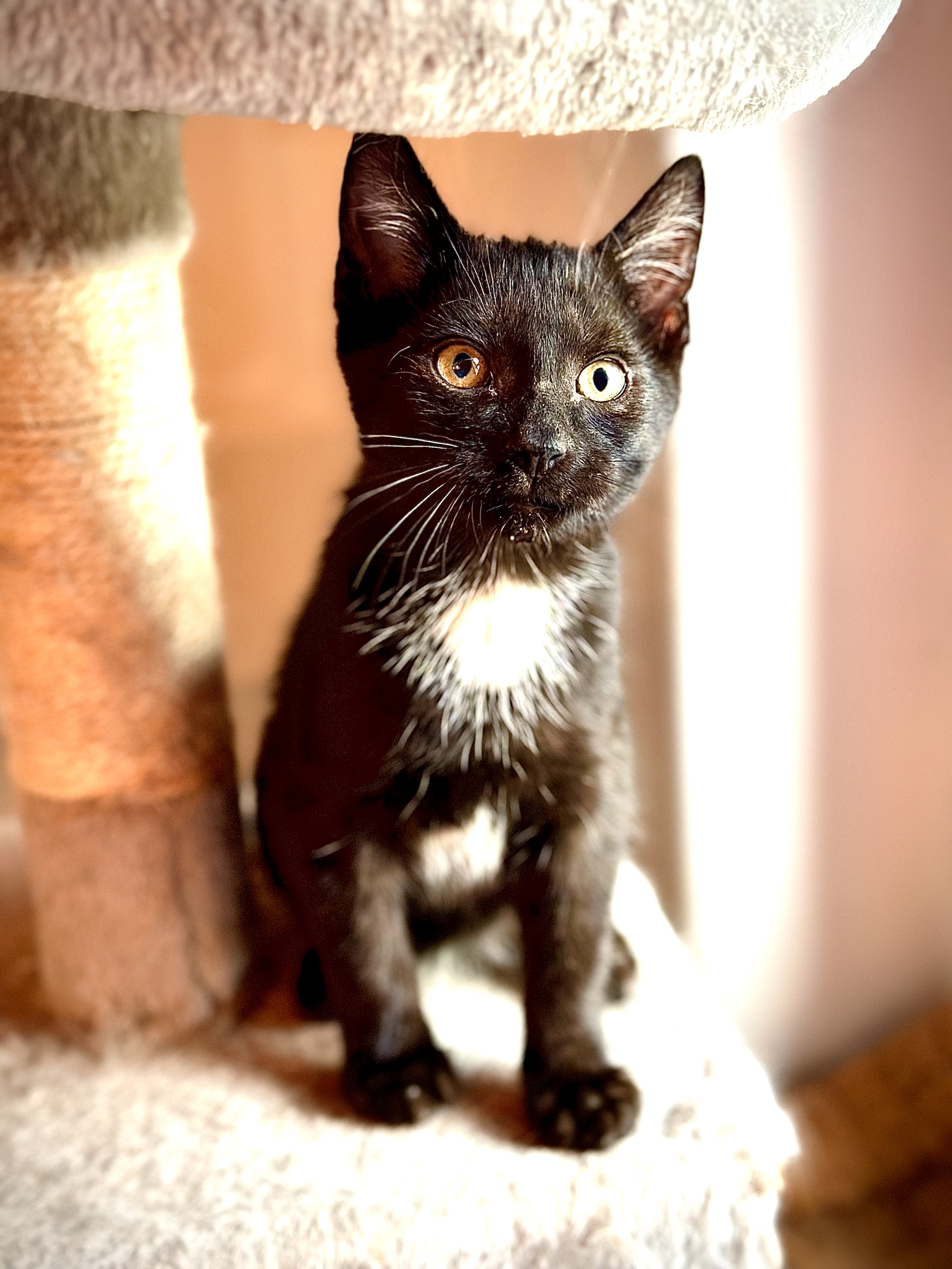 Adopt Wallen Cat for adoption