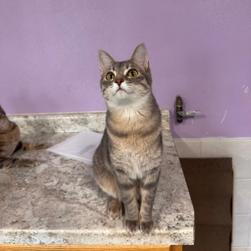Liza, Adoptable, Young Female Domestic Short Hair.