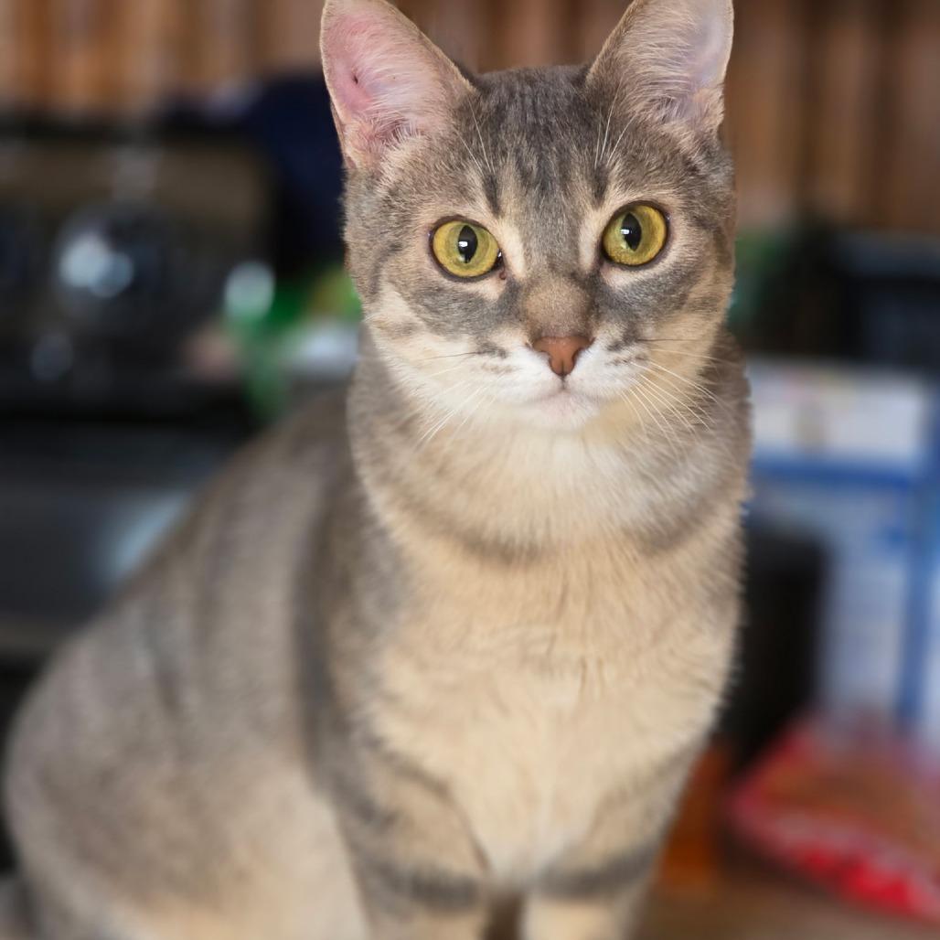 Enlarge Liza, a Adoptable Domestic Short Hair in Mondovi, WI image 2/6