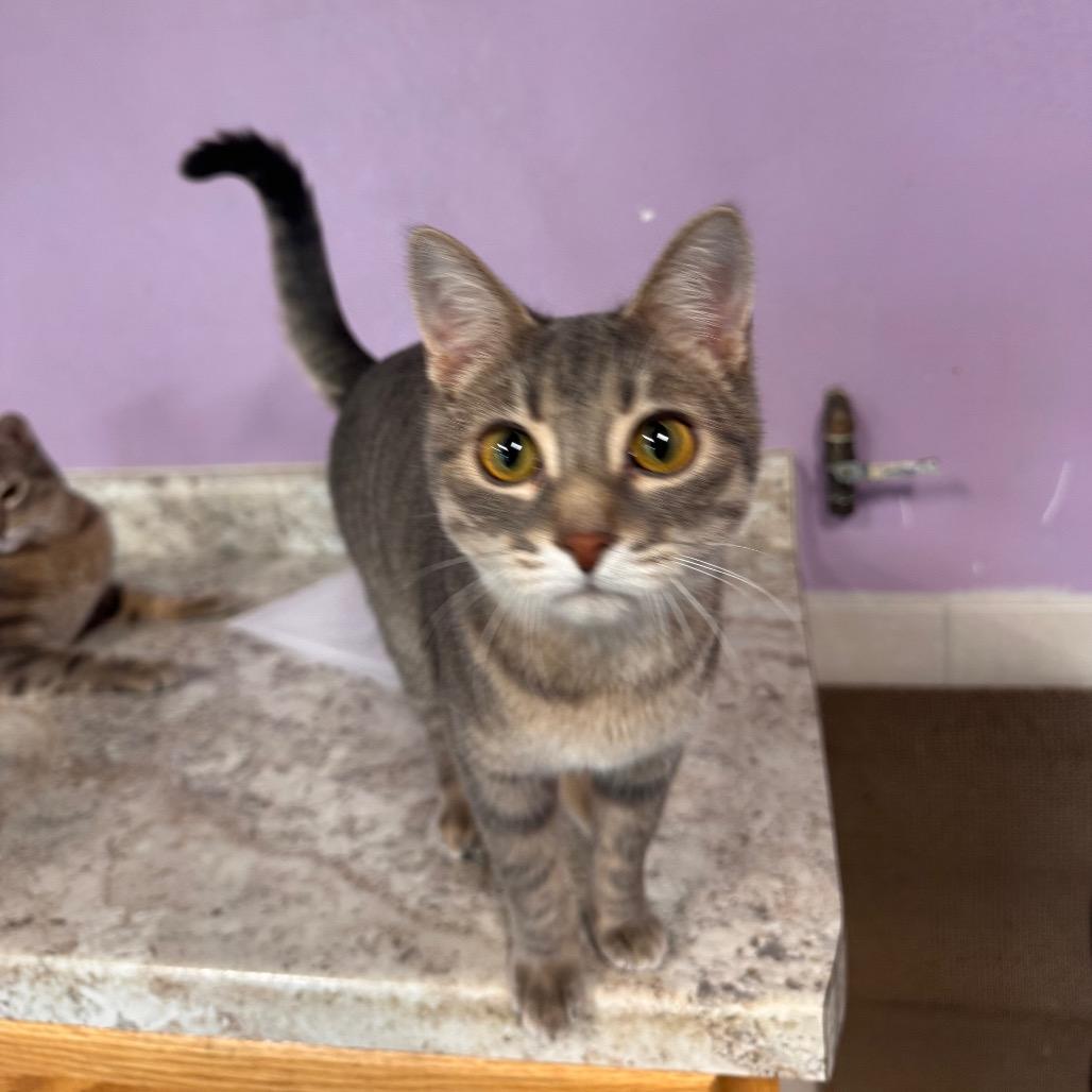 Enlarge Liza, a Adoptable Domestic Short Hair in Mondovi, WI image 6/6