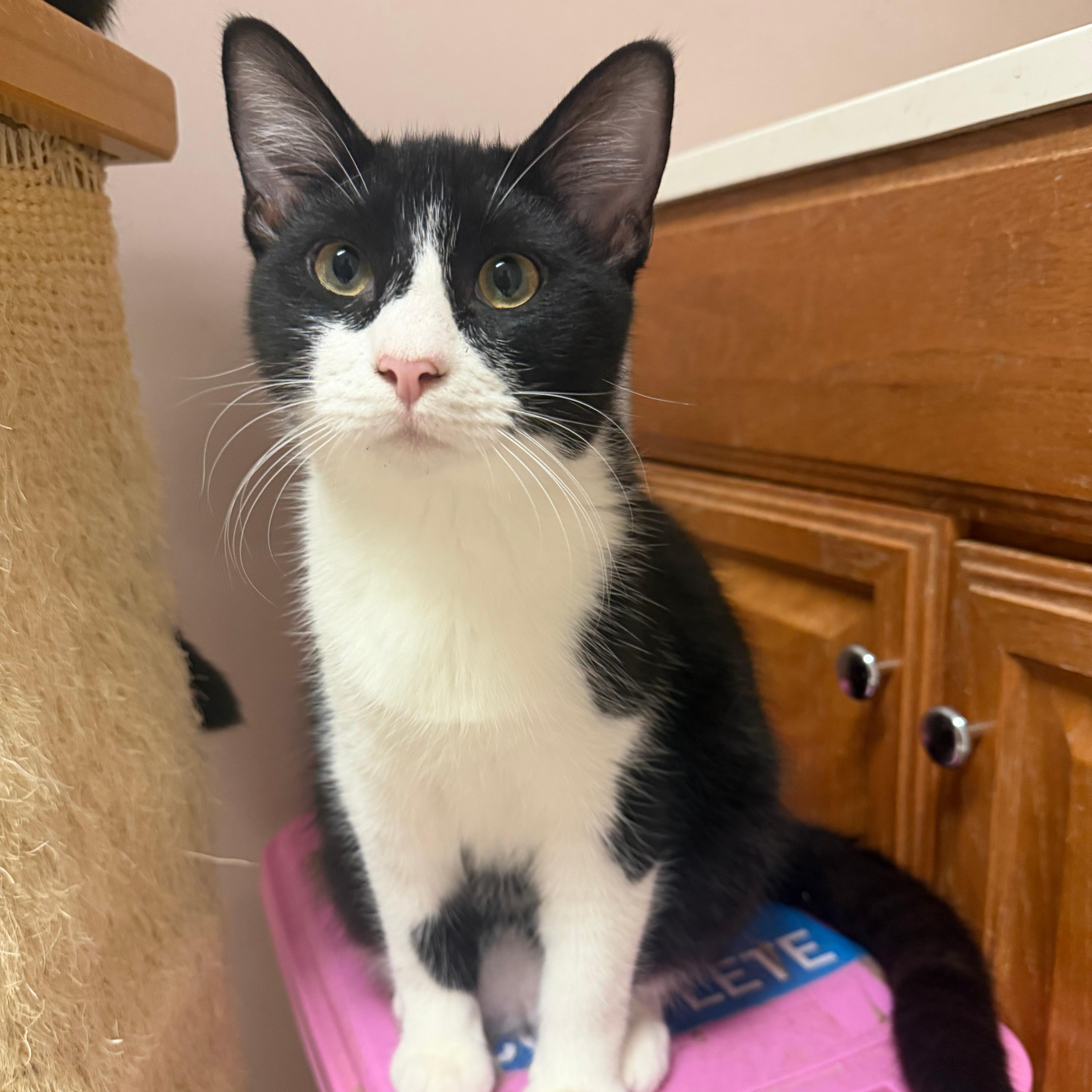 Cow, Adoptable, Young Male Domestic Short Hair.