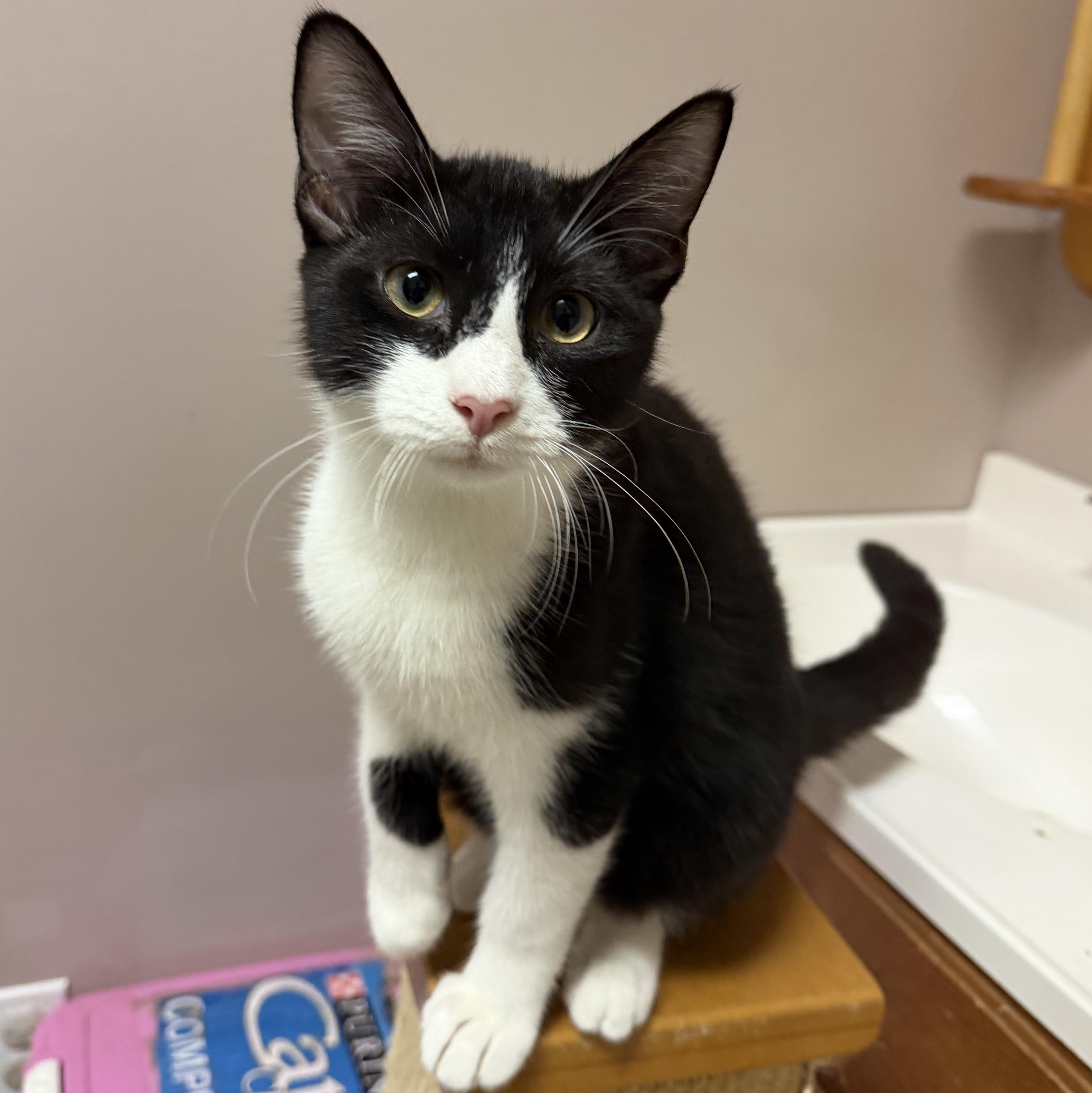 Enlarge Cow, a Adoptable Domestic Short Hair in Aransas Pass, TX image 2/3