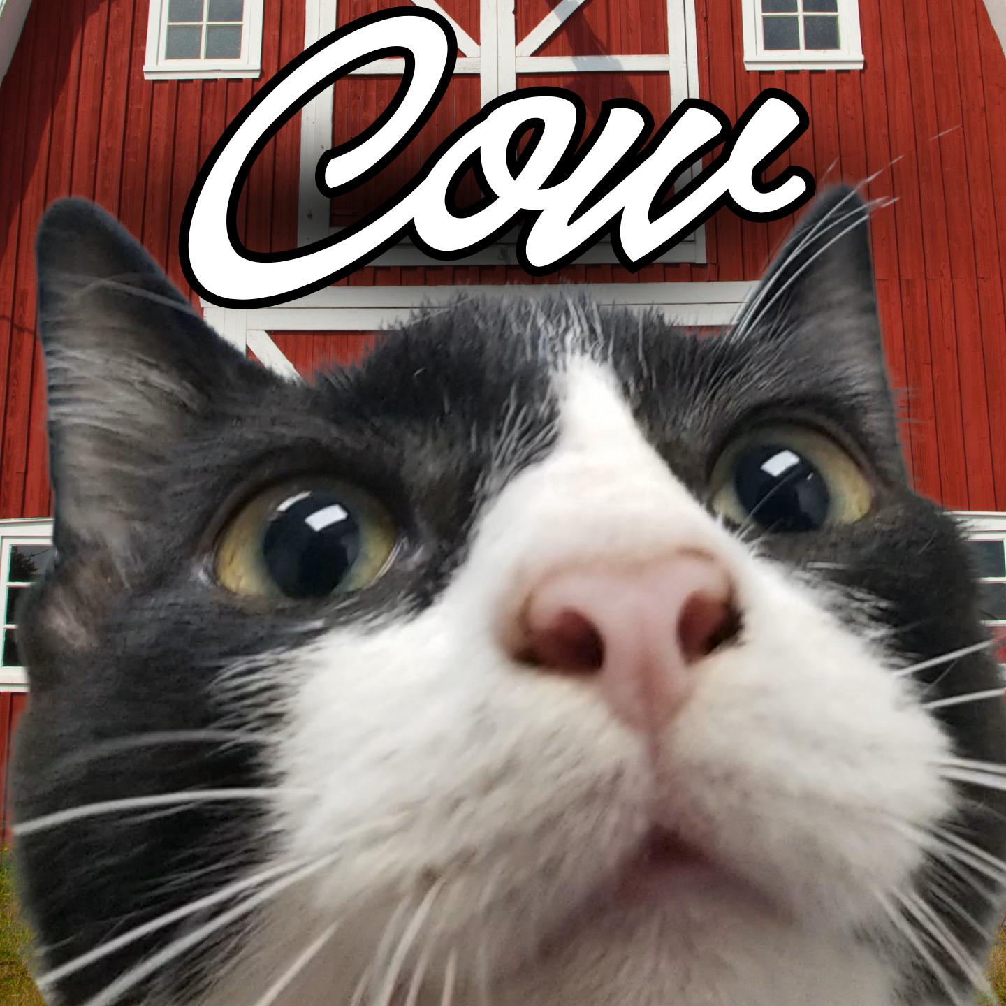 Enlarge Cow, a Adoptable Domestic Short Hair in Aransas Pass, TX image 3/3