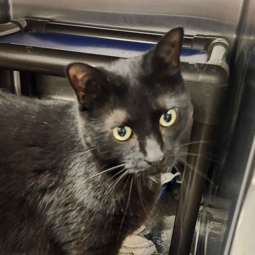 Tank, Adoptable, Adult Male Domestic Short Hair & Mixed Breed.
