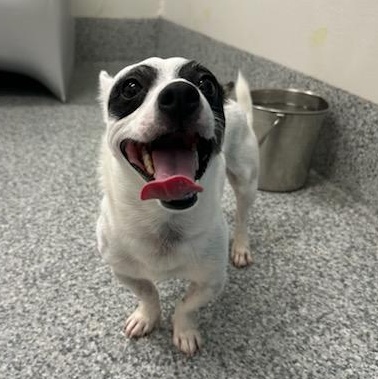 Buddy (ID 51865), adopted, Young Male Jack Russell Terrier & Chihuahua.