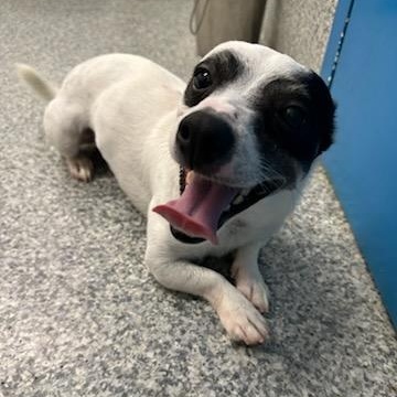 Enlarge Buddy (ID 51865), an adopted mixed breed in Manassas, VA image 5/5