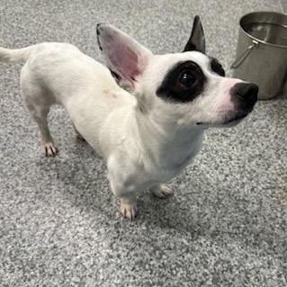 Enlarge Buddy (ID 51865), an adopted mixed breed in Manassas, VA image 3/5