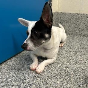 Enlarge Buddy (ID 51865), an adopted mixed breed in Manassas, VA image 4/5