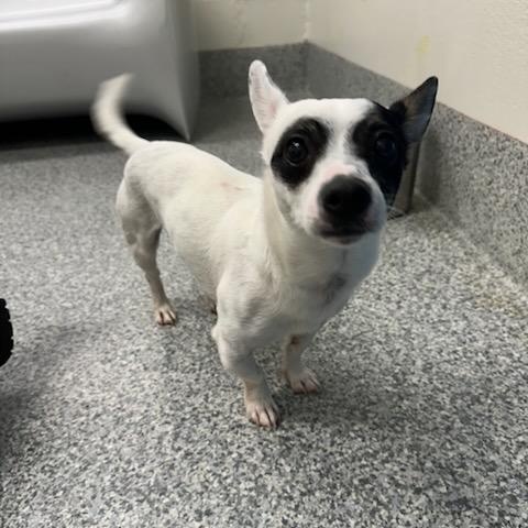 Enlarge Buddy (ID 51865), an adopted mixed breed in Manassas, VA image 2/5