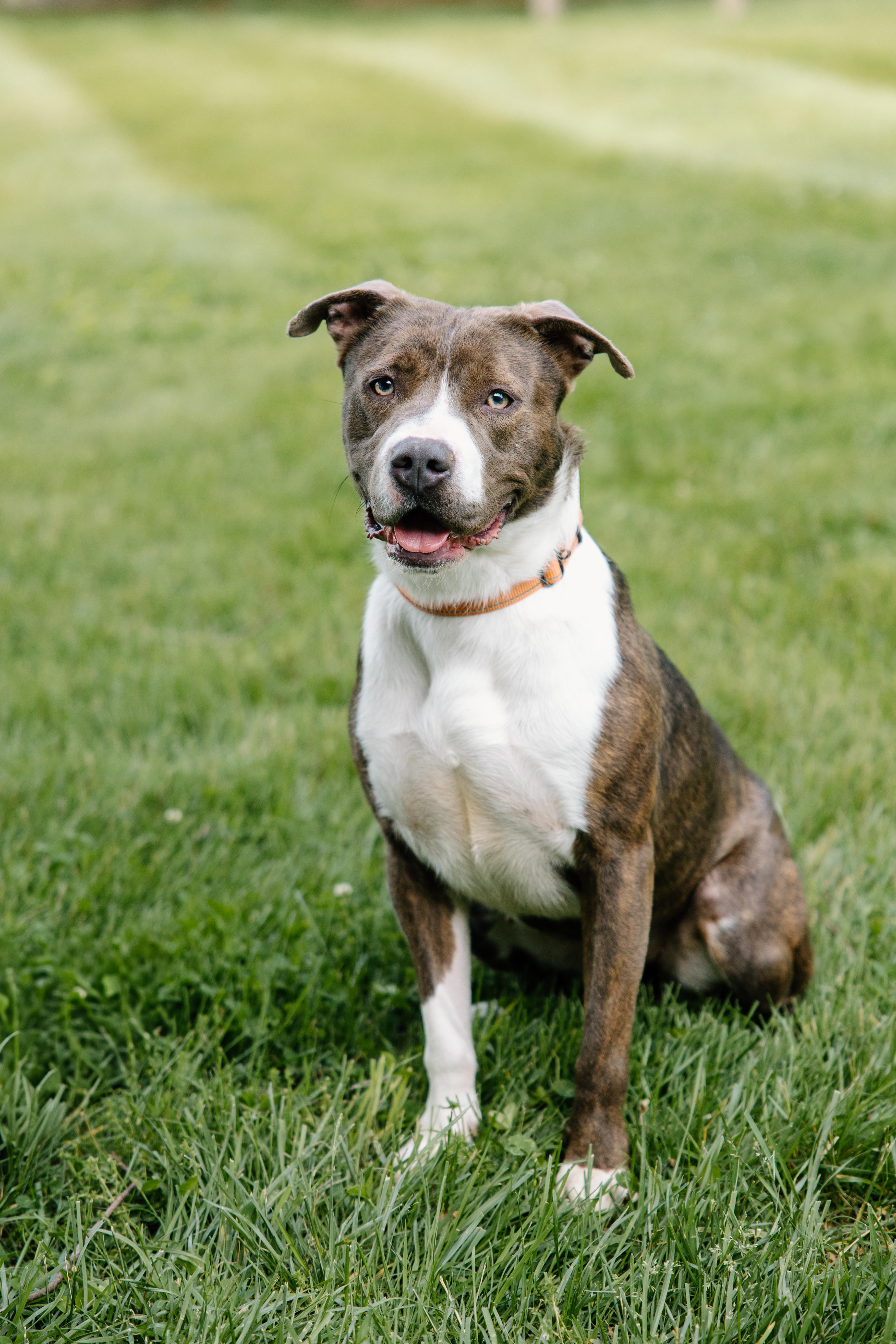 Enlarge Holly, a Adoptable mixed breed in Columbus, IN image 3/6