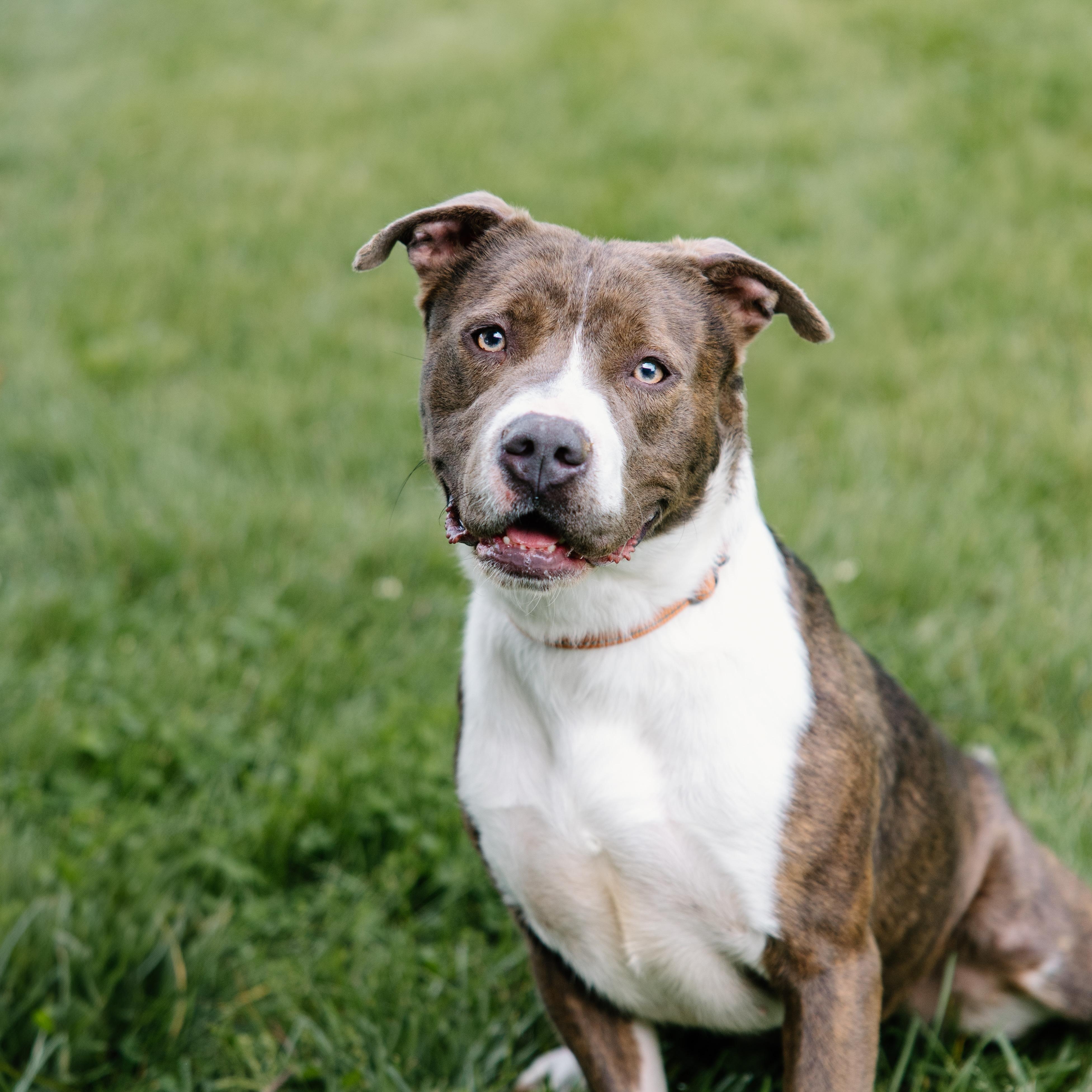 Holly, Adoptable, Adult Female Pit Bull Terrier.