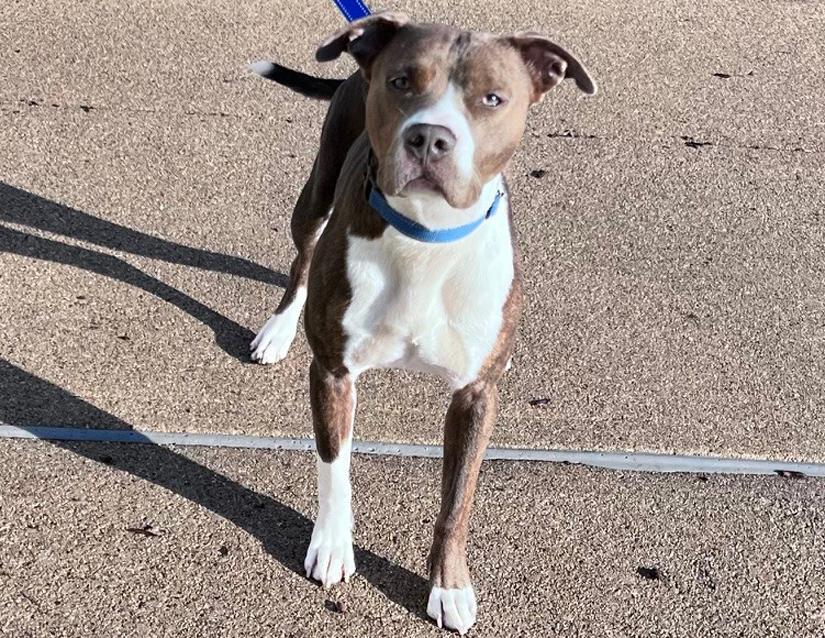 Enlarge Holly, a Adoptable mixed breed in Columbus, IN image 6/6